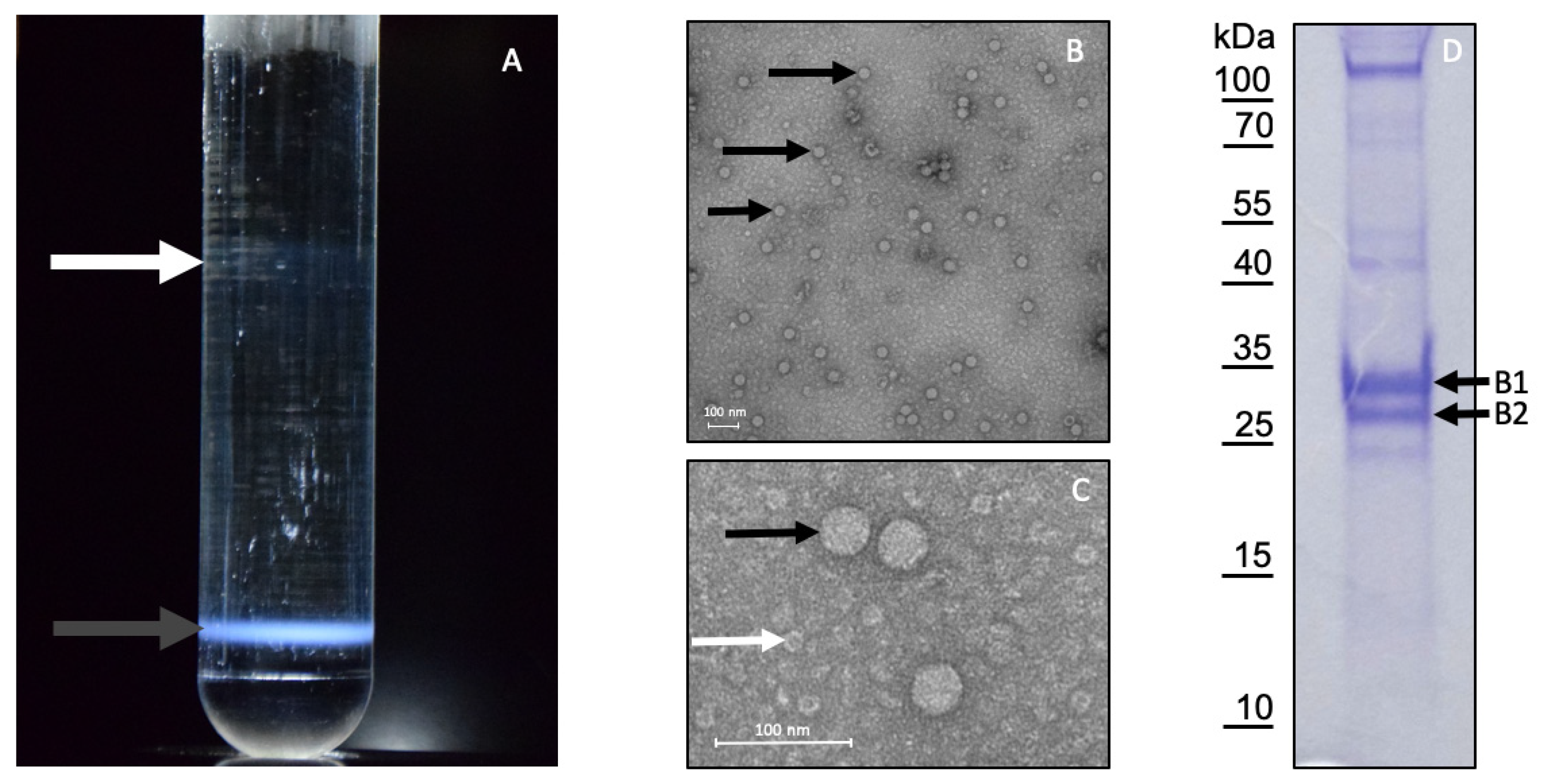 Viruses 13 00740 g005 Viruses 13 00740 g005