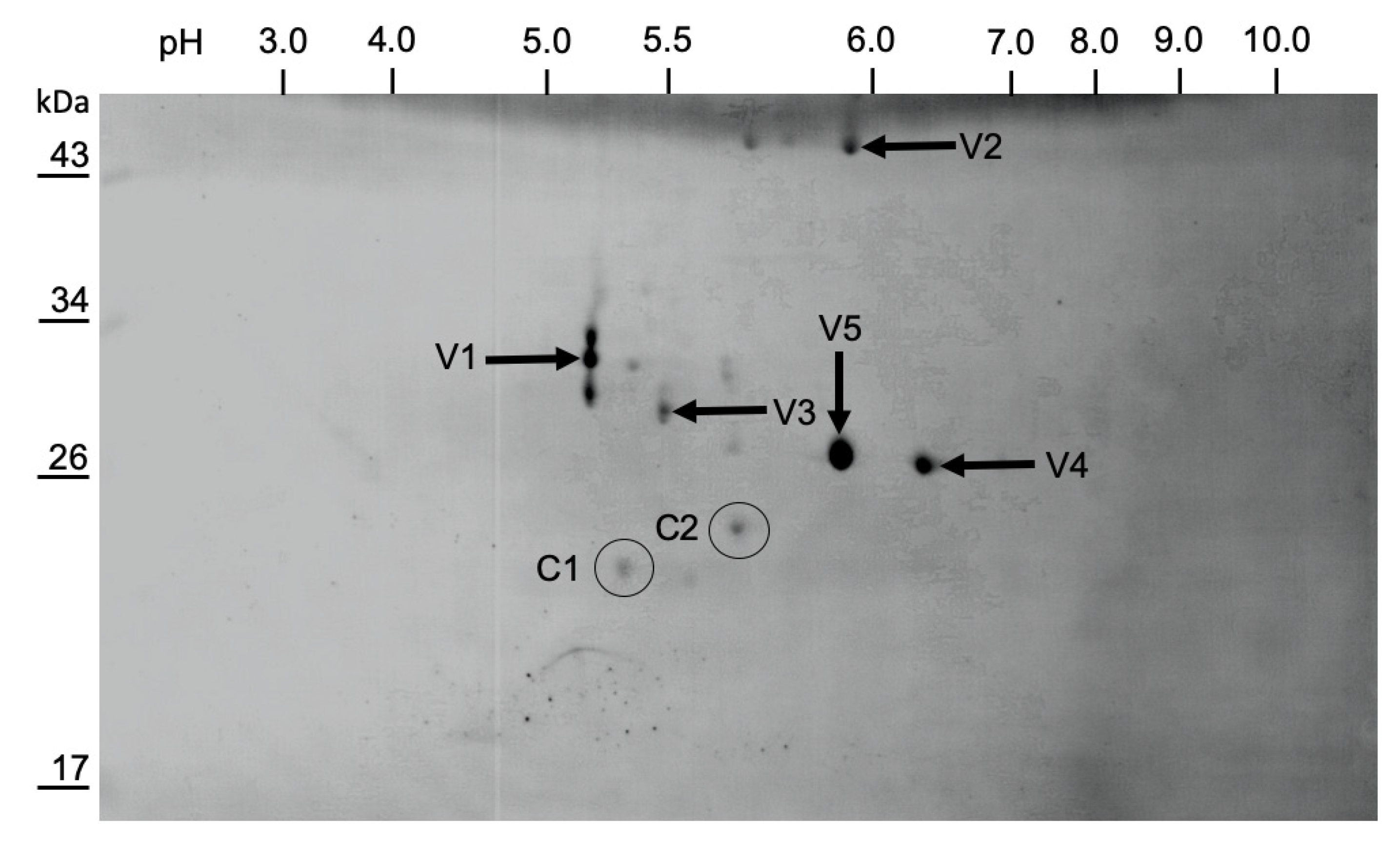 Viruses 13 00740 g006 Viruses 13 00740 g006