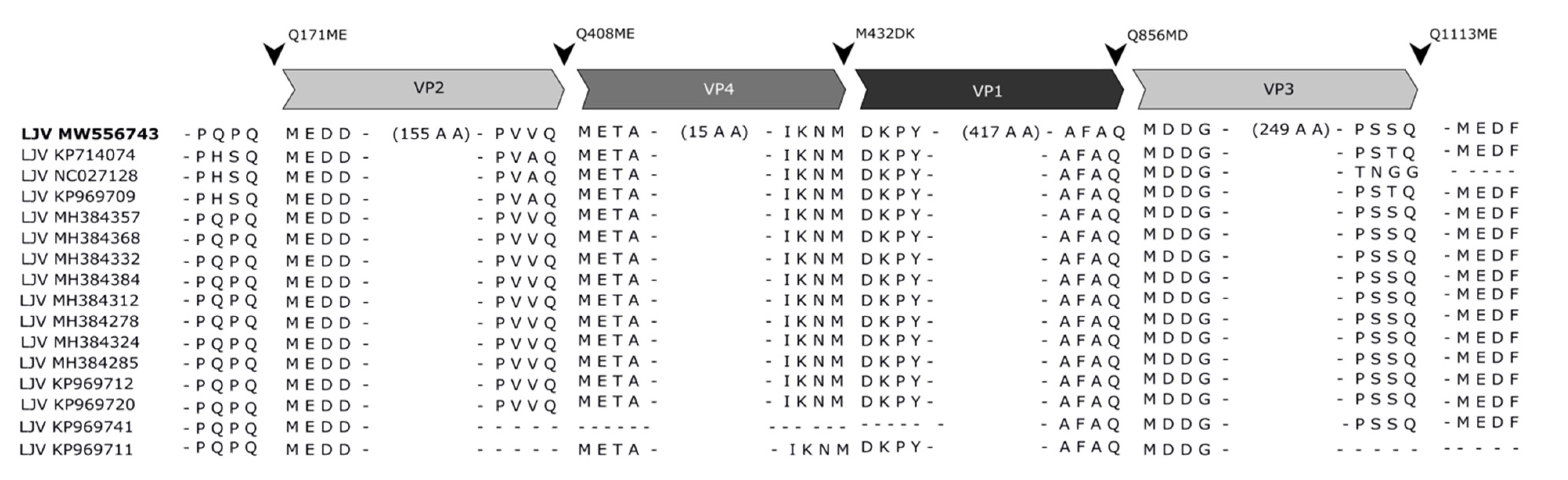 Viruses 13 00740 g008 Viruses 13 00740 g008