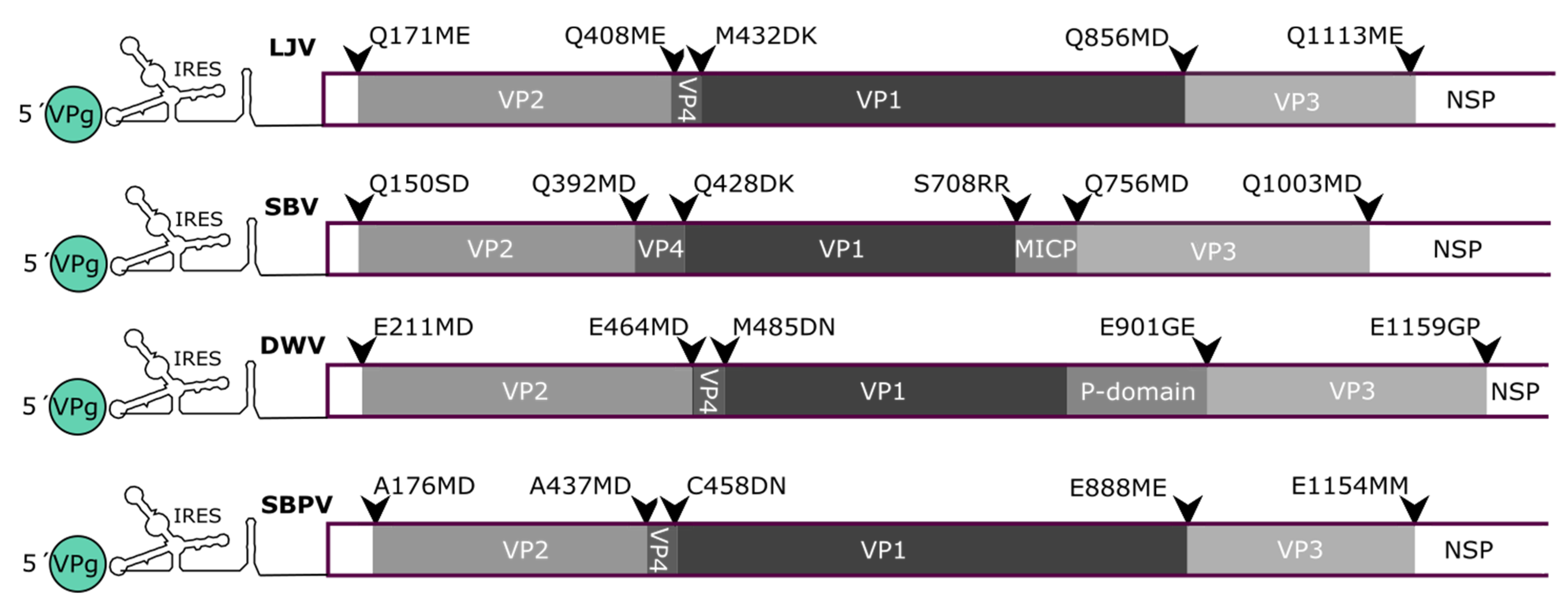 Viruses 13 00740 g009 Viruses 13 00740 g009