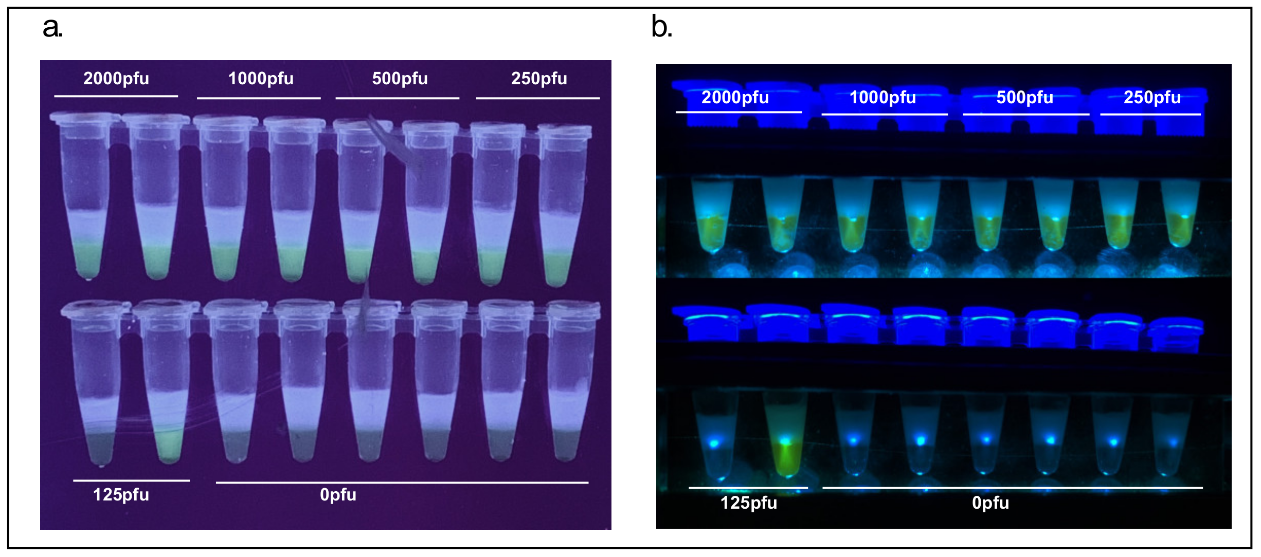 Viruses 13 00742 g005
