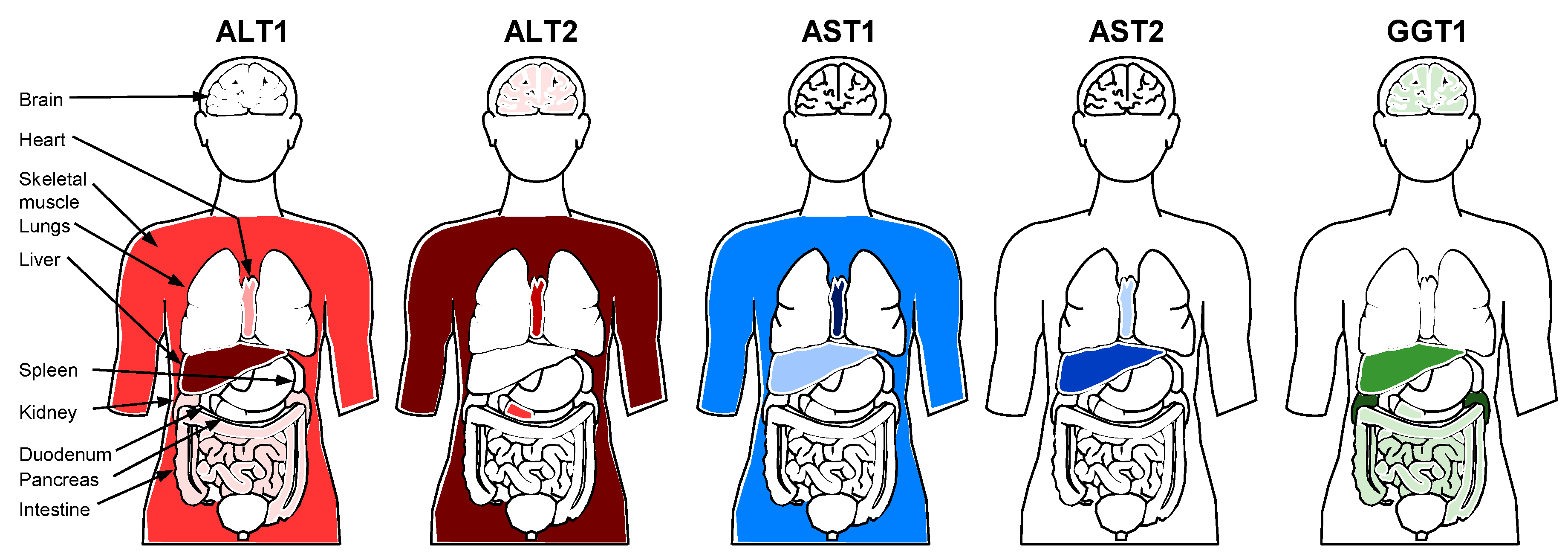 Viruses 13 00745 g002
