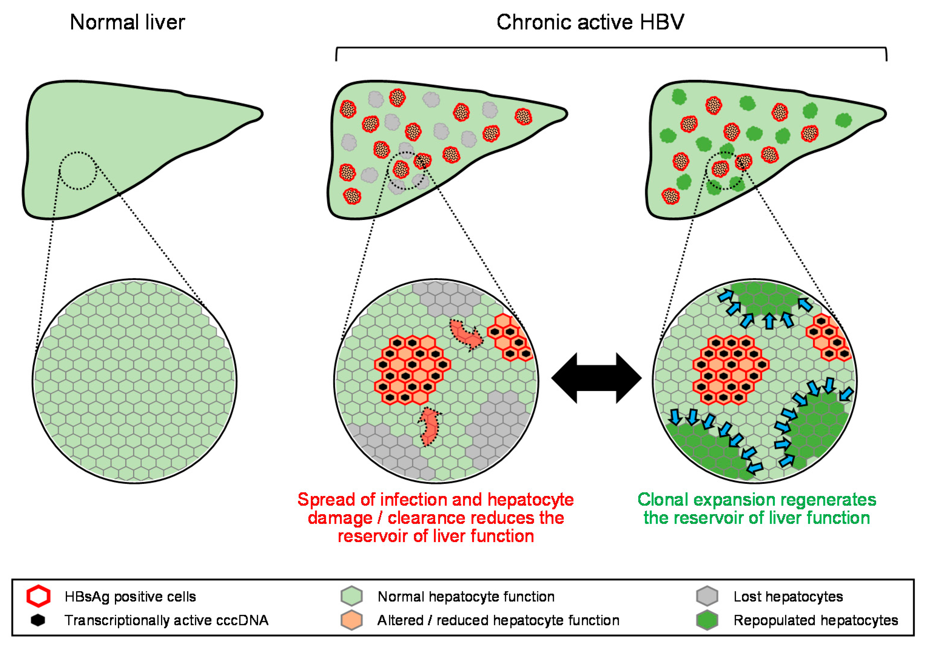 Viruses 13 00745 g003