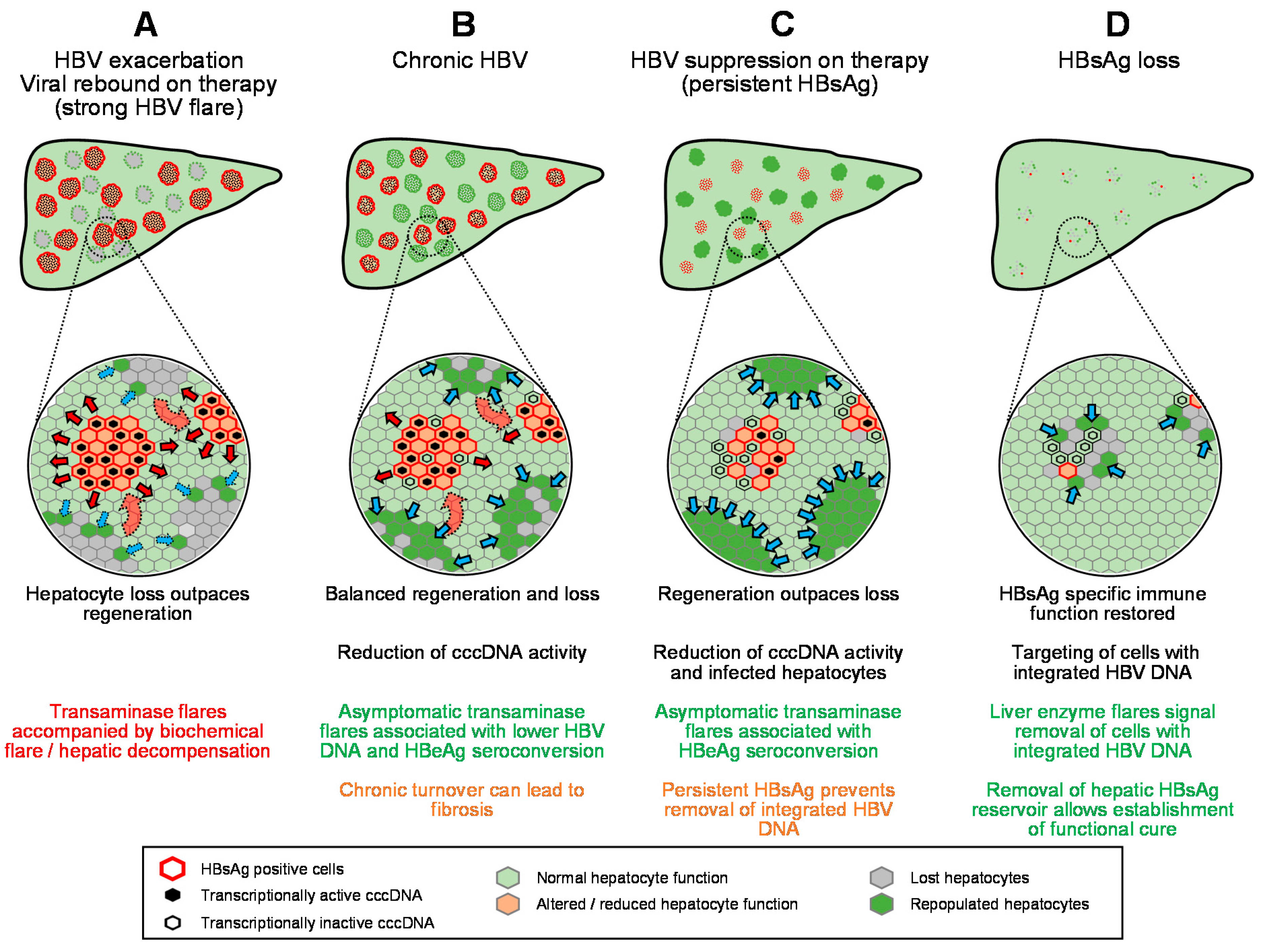 Viruses 13 00745 g004