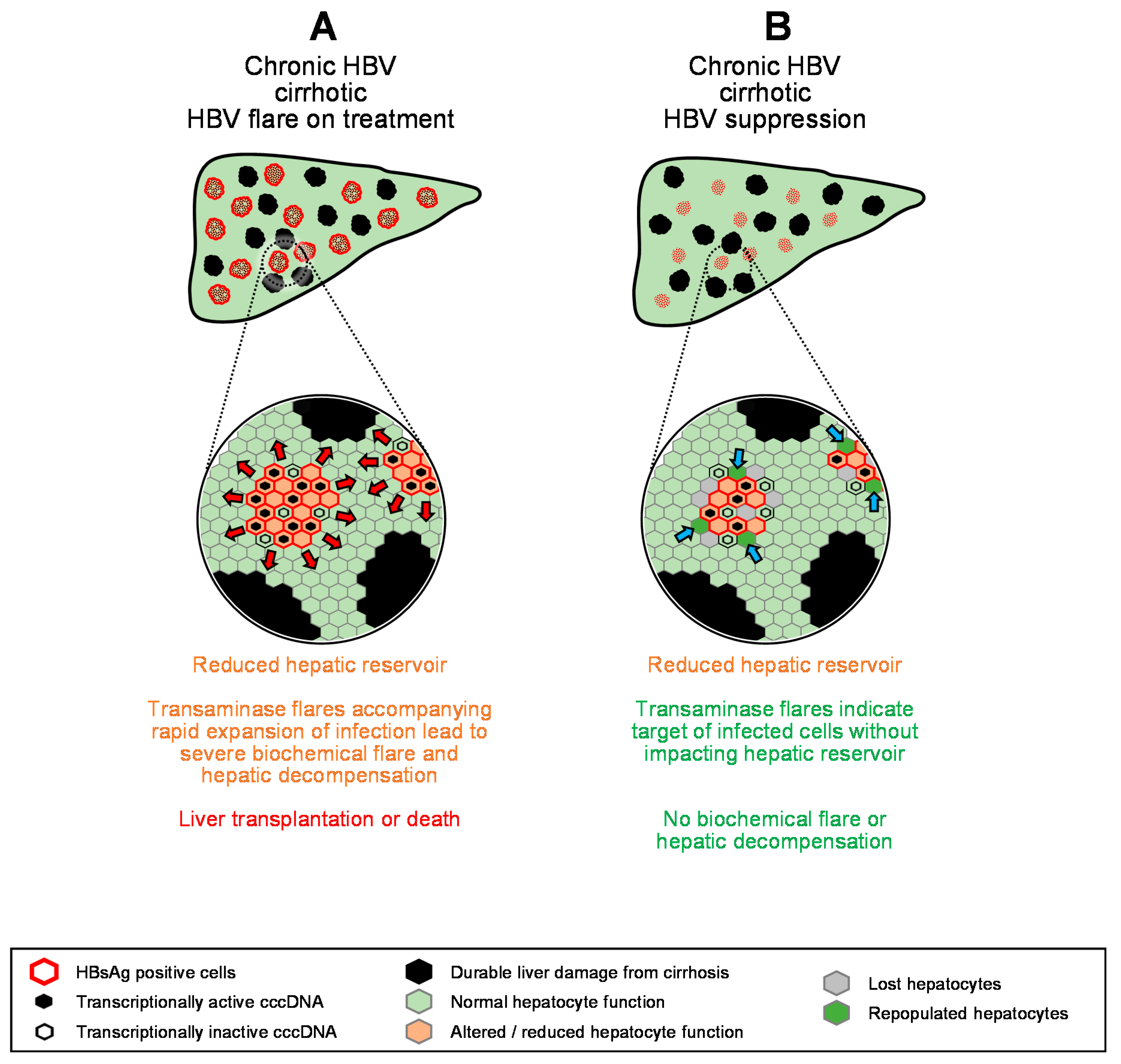 Viruses 13 00745 g005