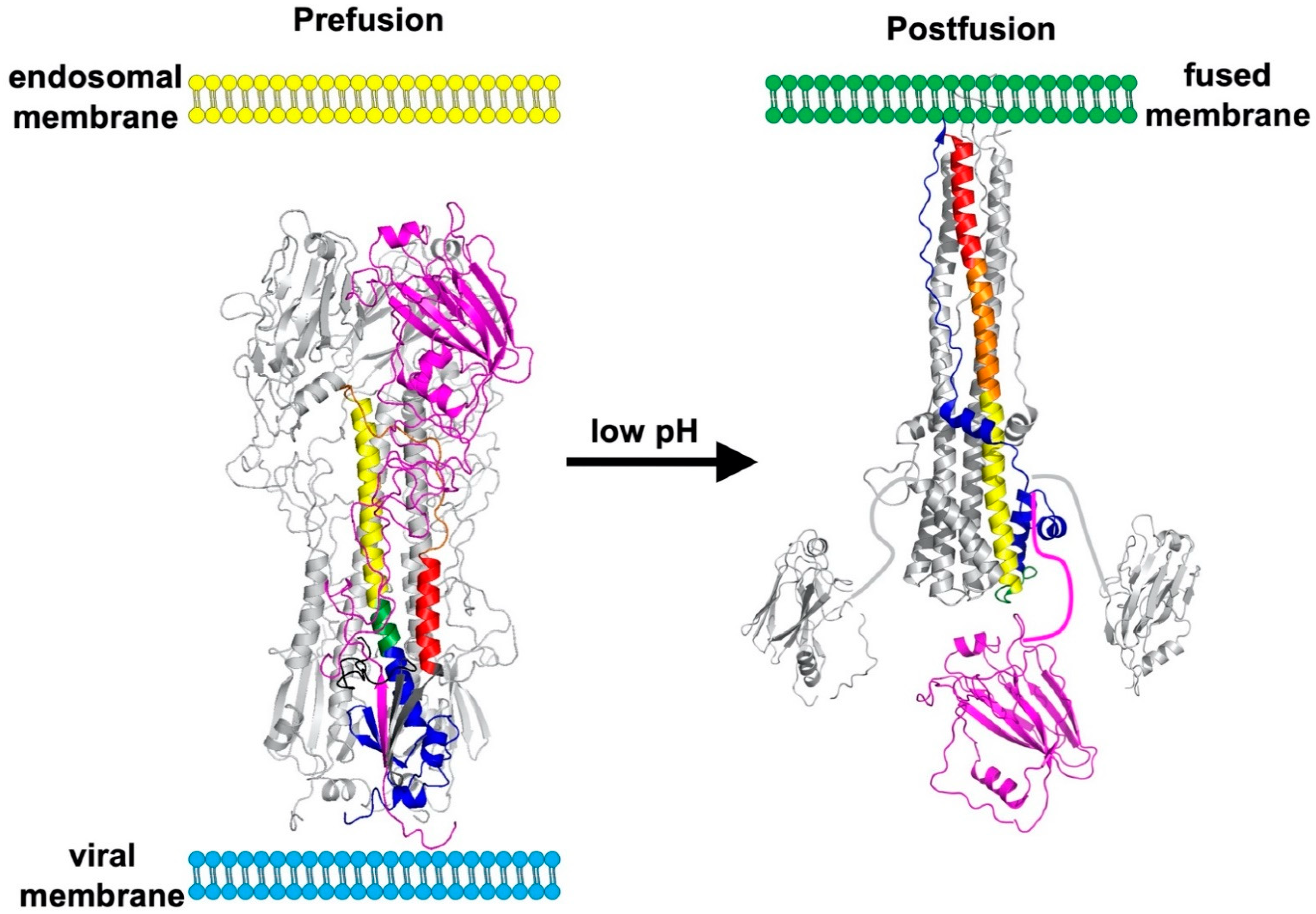 Viruses 13 00746 g002 Viruses 13 00746 g002