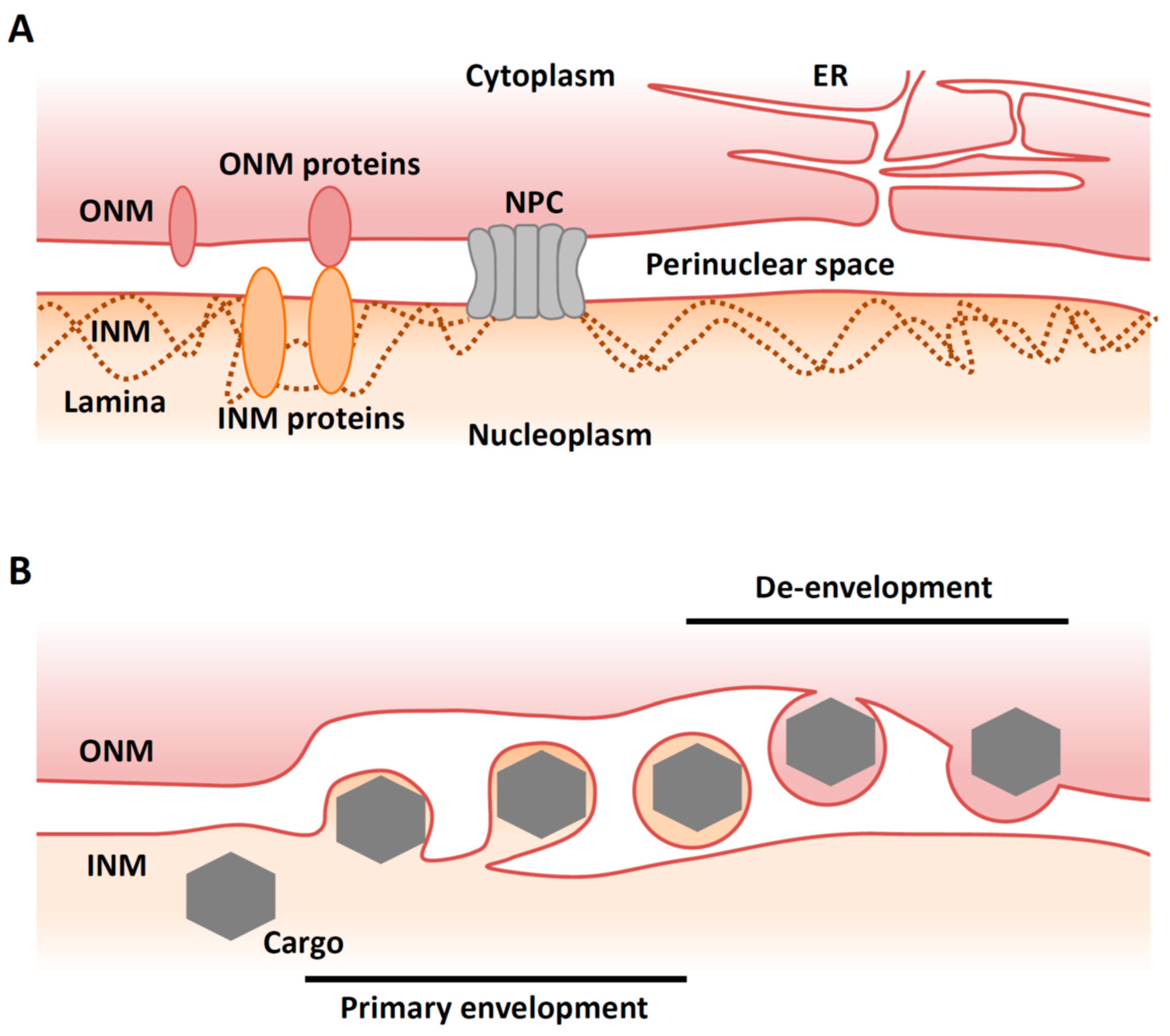 Viruses 13 00754 g001 Viruses 13 00754 g001
