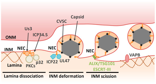 Viruses 13 00754 g002 550