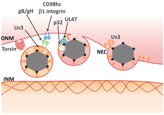 Viruses 13 00754 g003 550