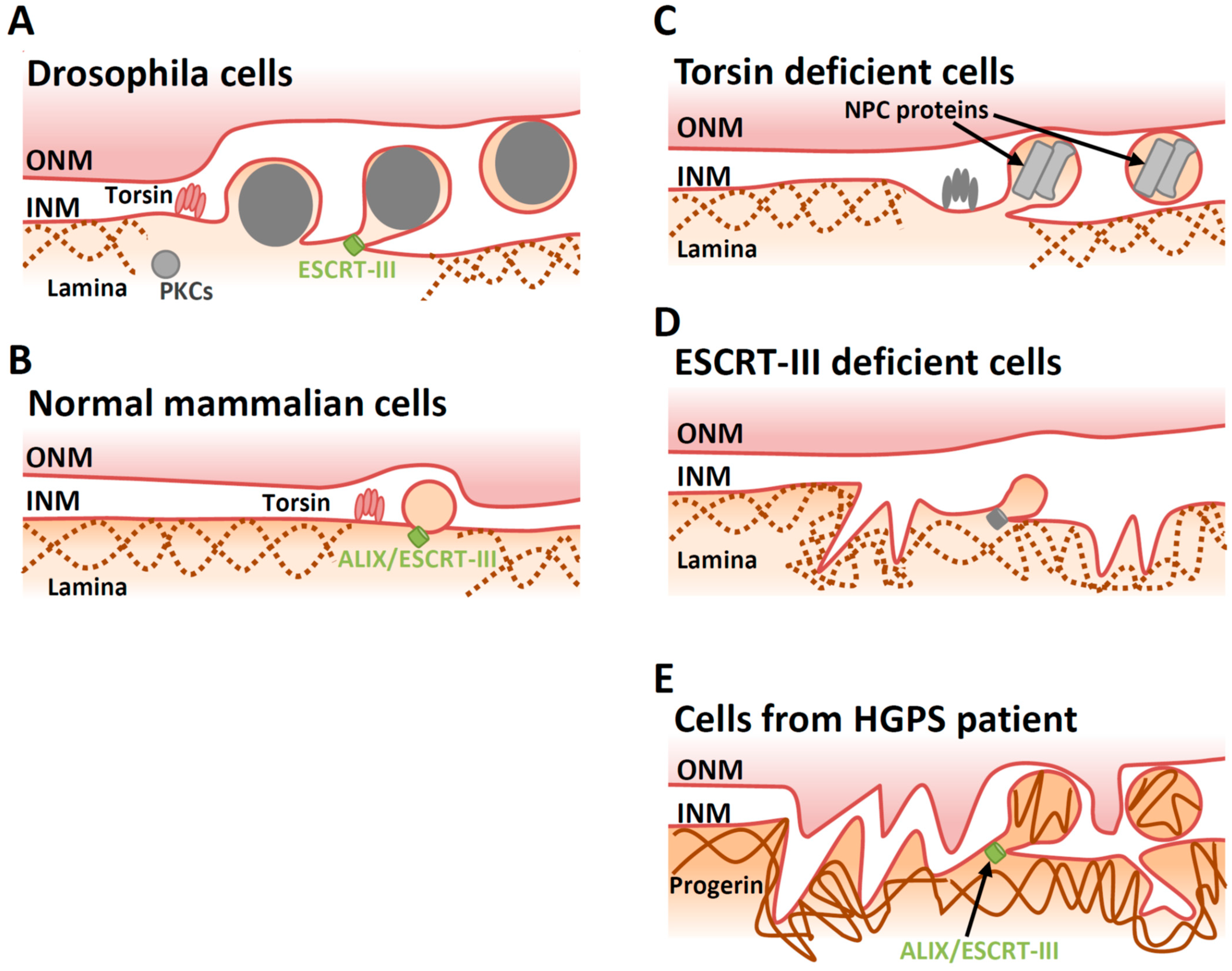 Viruses 13 00754 g004 Viruses 13 00754 g004