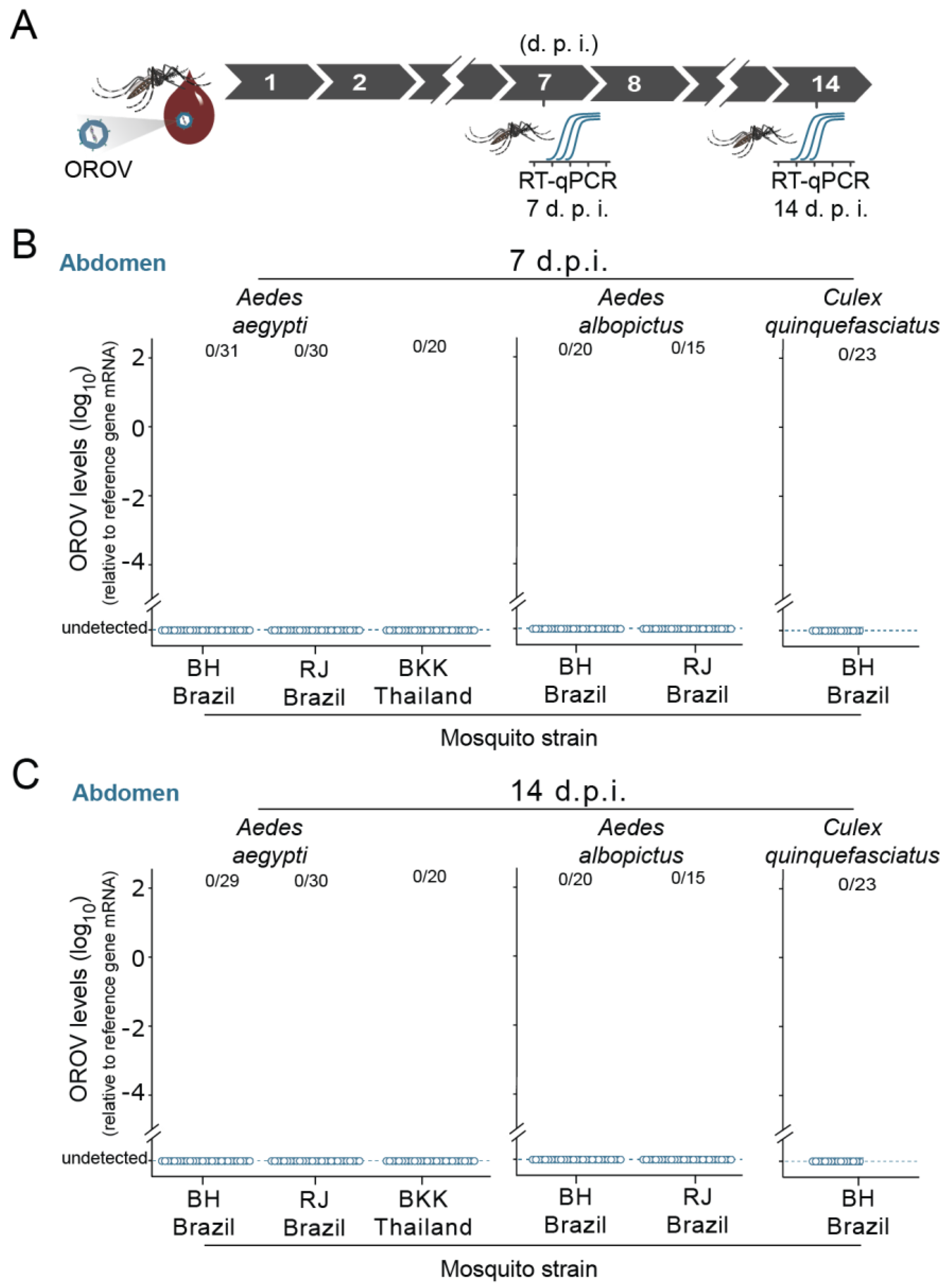 Viruses Free Full Text Evaluation Of Aedes Aegypti Aedes Albopictus And Culex Quinquefasciatus Mosquitoes Competence To Oropouche Virus Infection Html