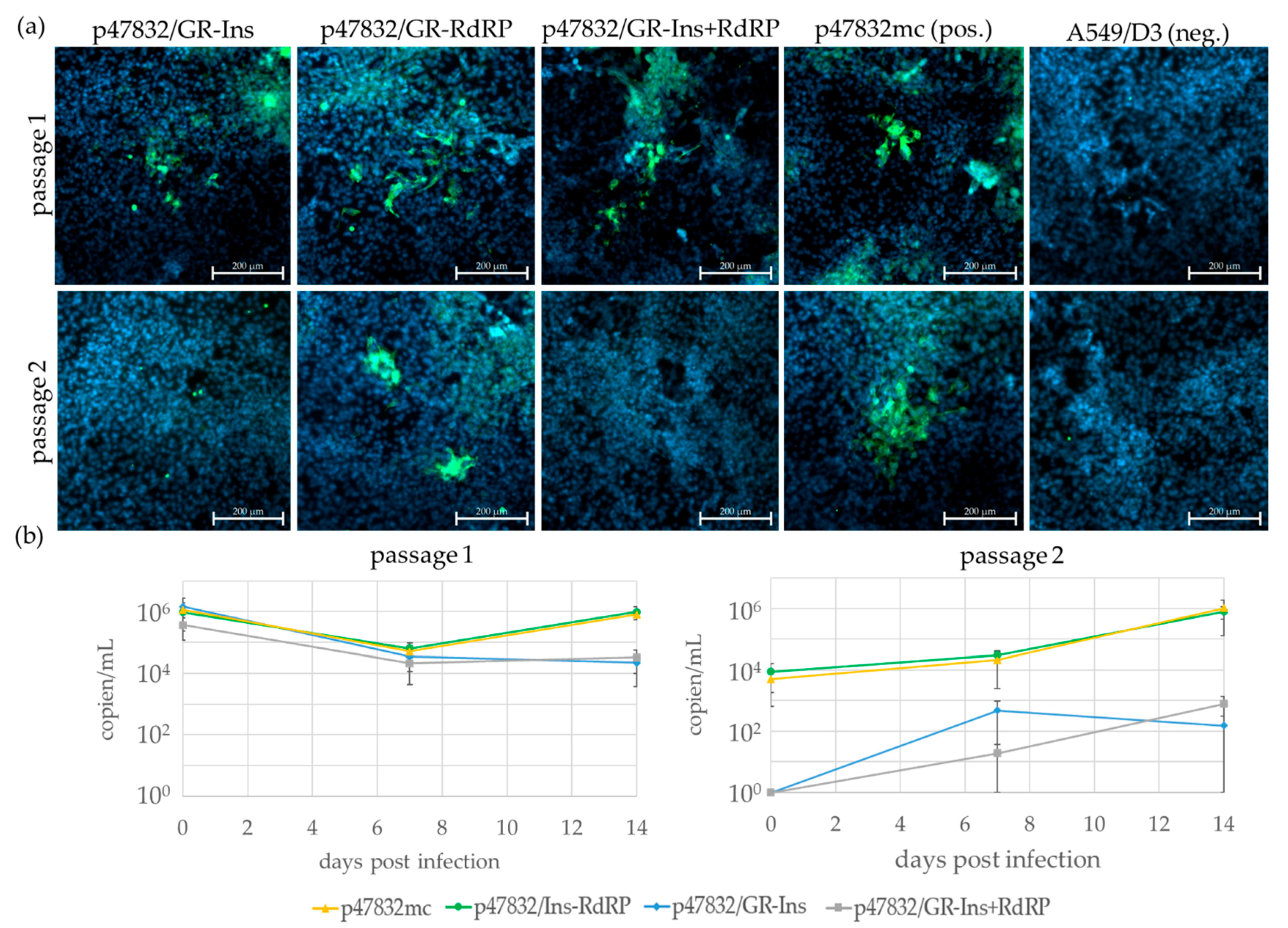 Viruses 13 00762 g004