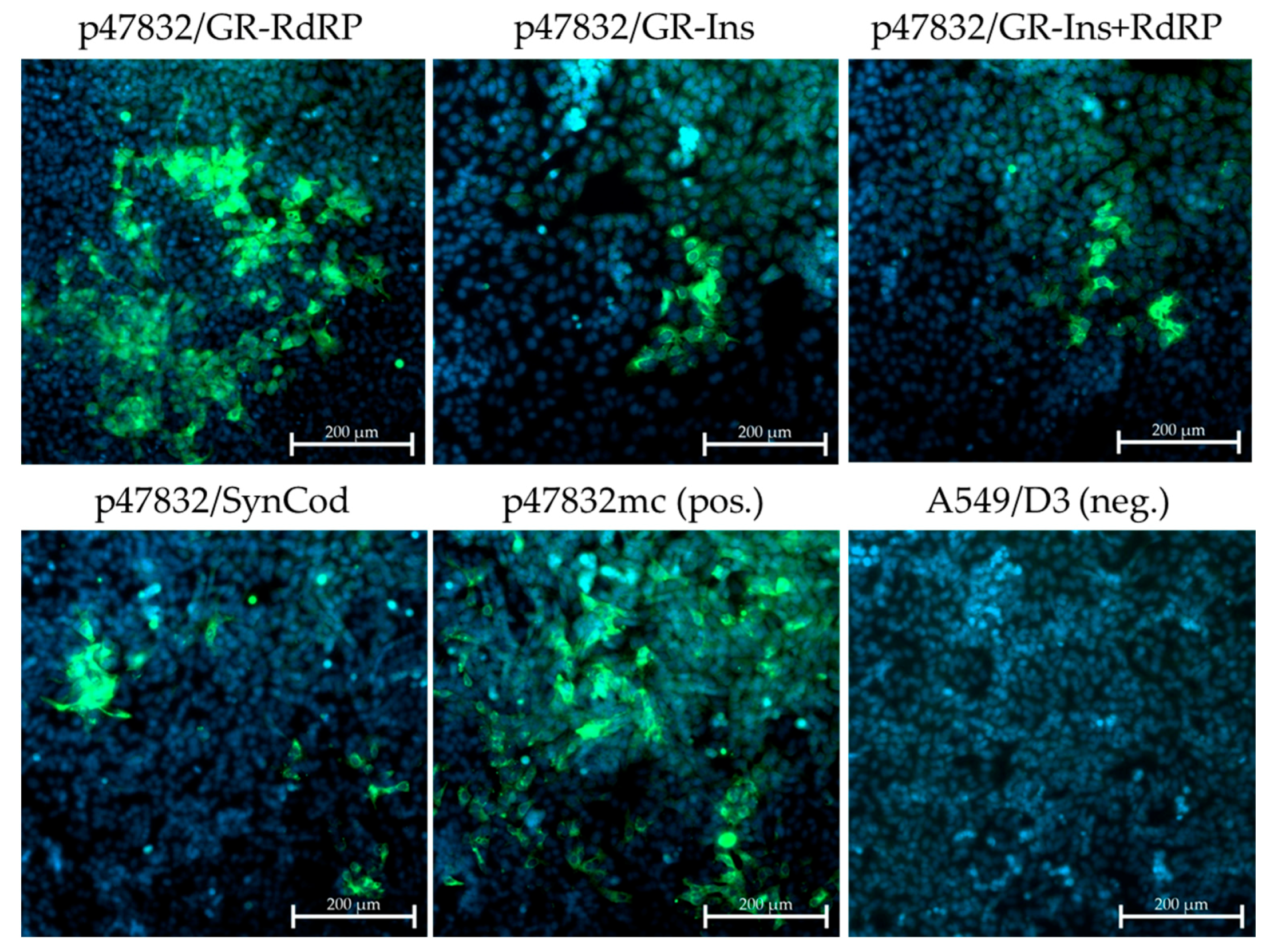Viruses 13 00762 g006