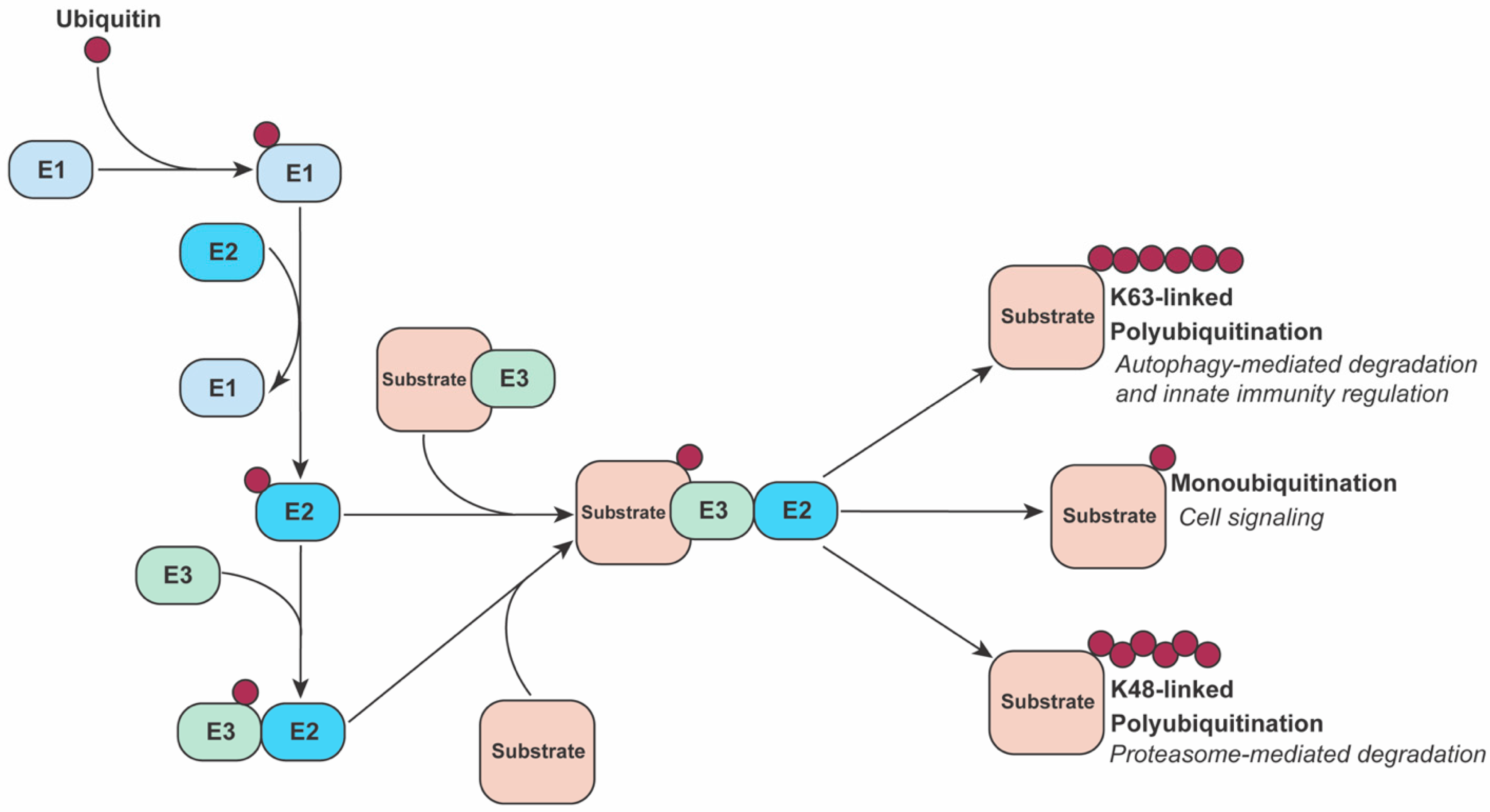 Viruses 13 00763 g001 Viruses 13 00763 g001