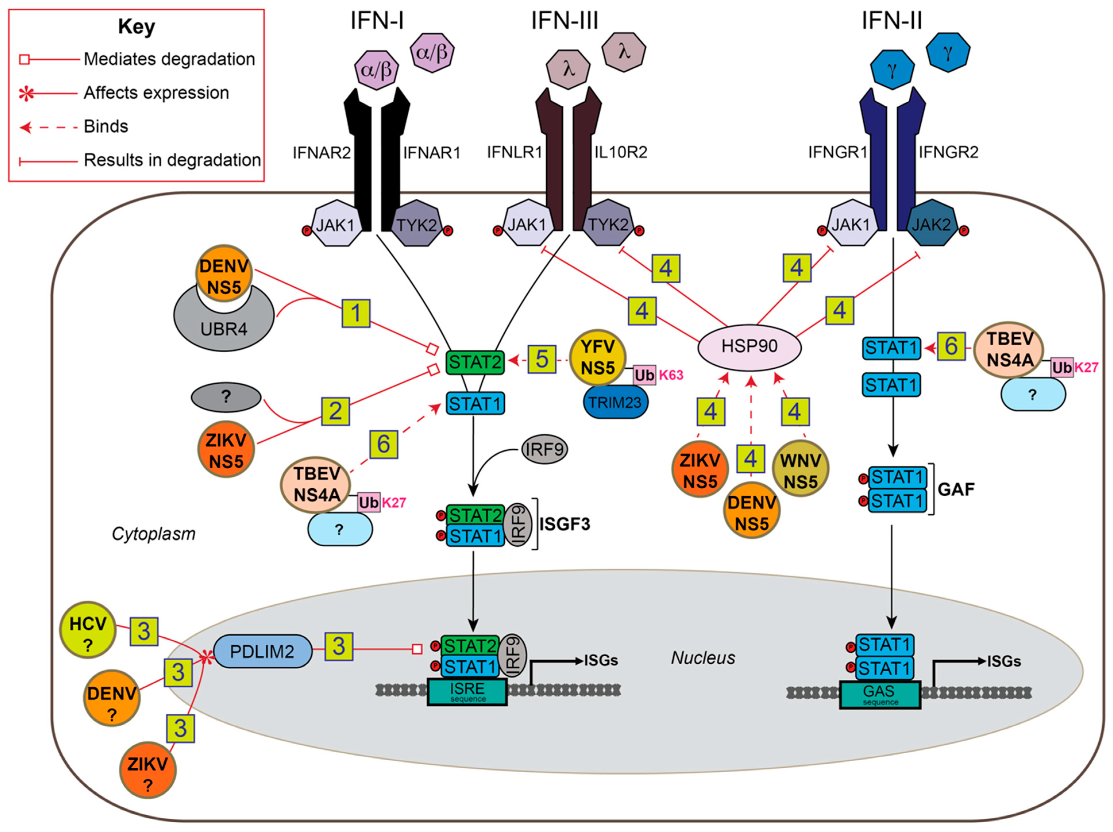 Viruses 13 00763 g003 Viruses 13 00763 g003
