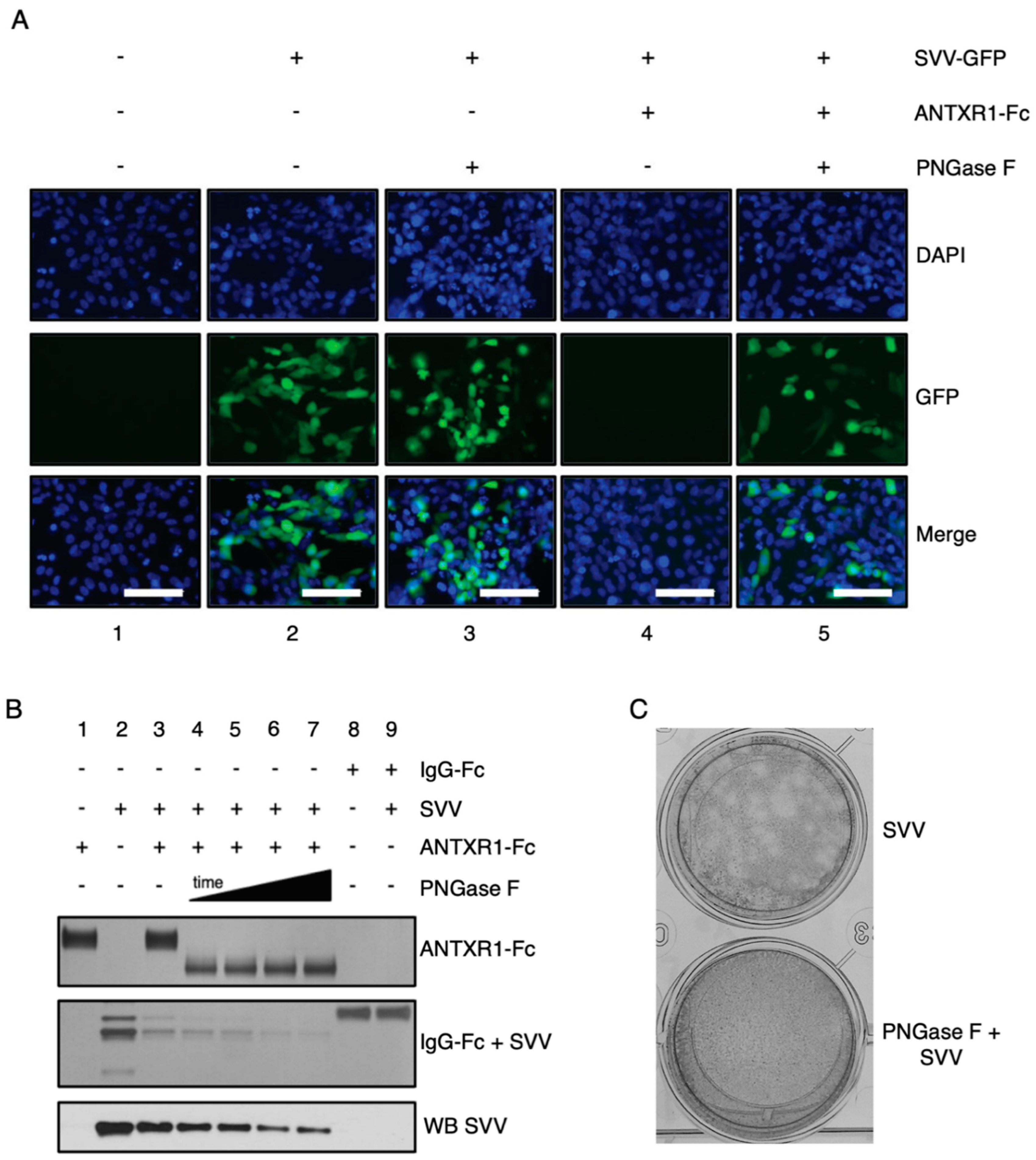 Viruses 13 00769 g002 Viruses 13 00769 g002
