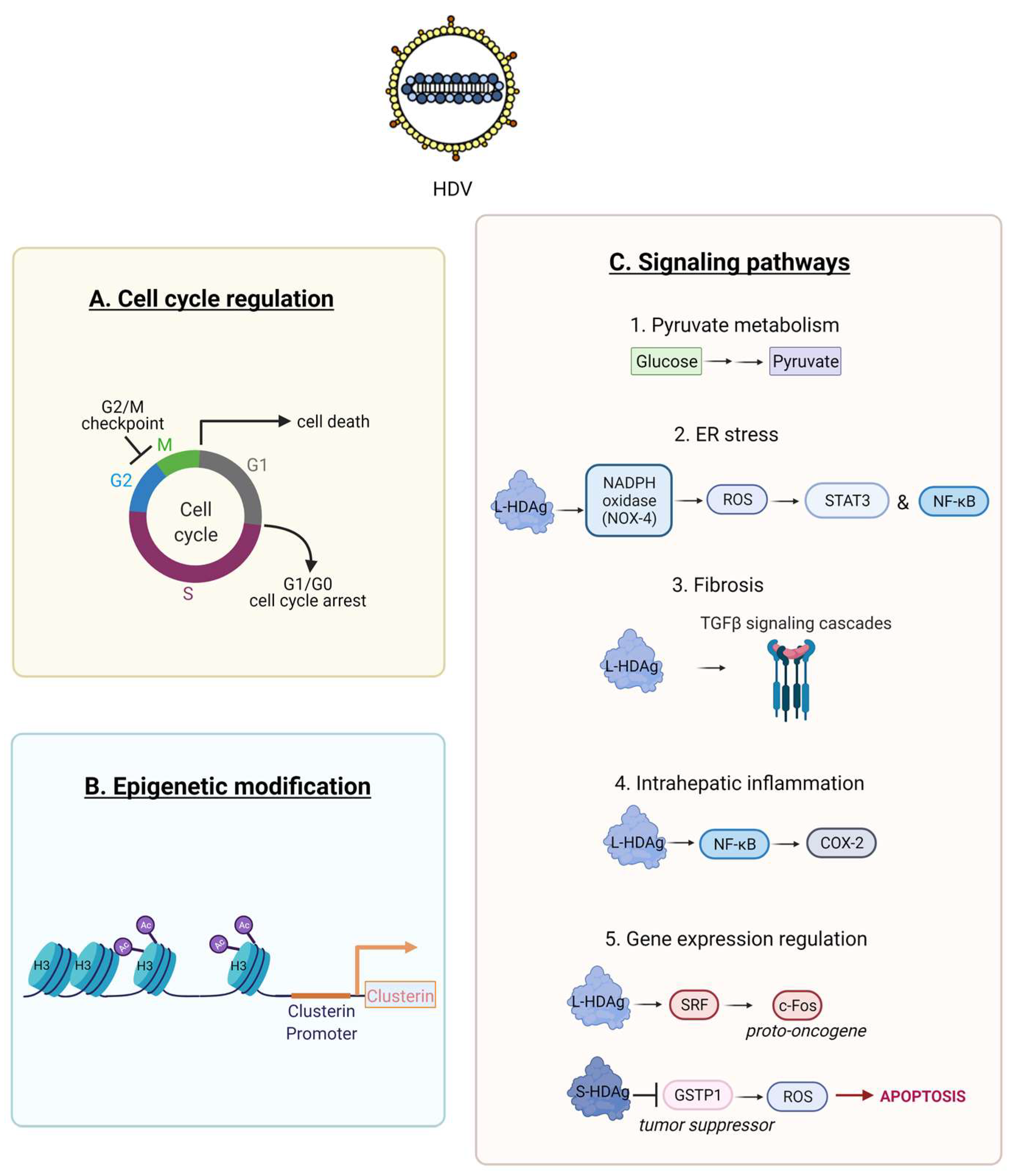 Viruses 13 00778 g005 Viruses 13 00778 g005