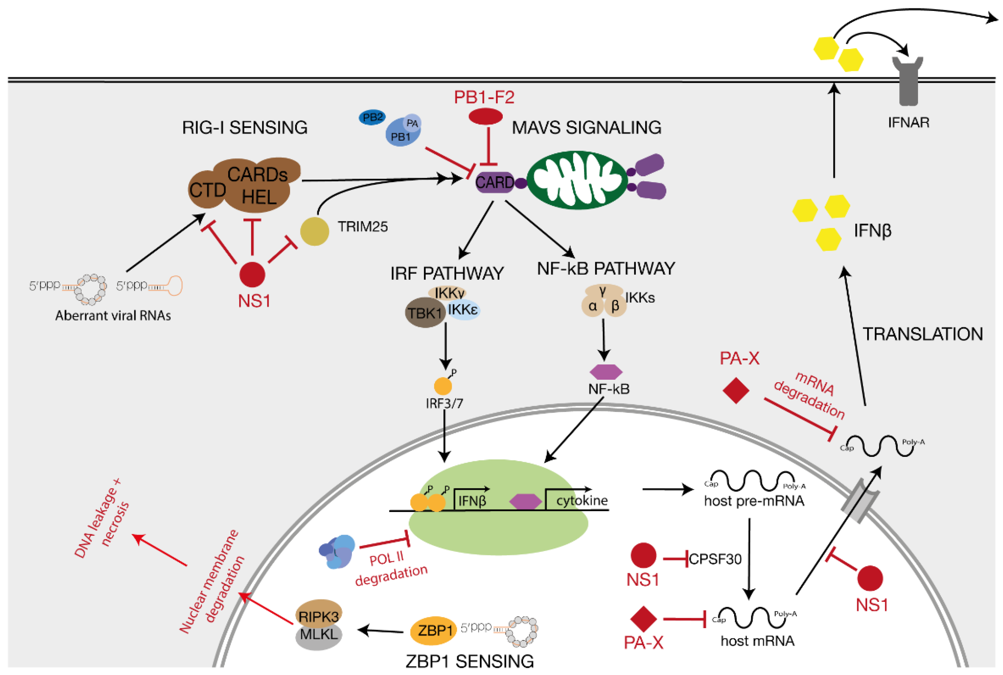 Viruses Free Full Text Influenza Virus Rna Synthesis And The Innate Immune Response Html