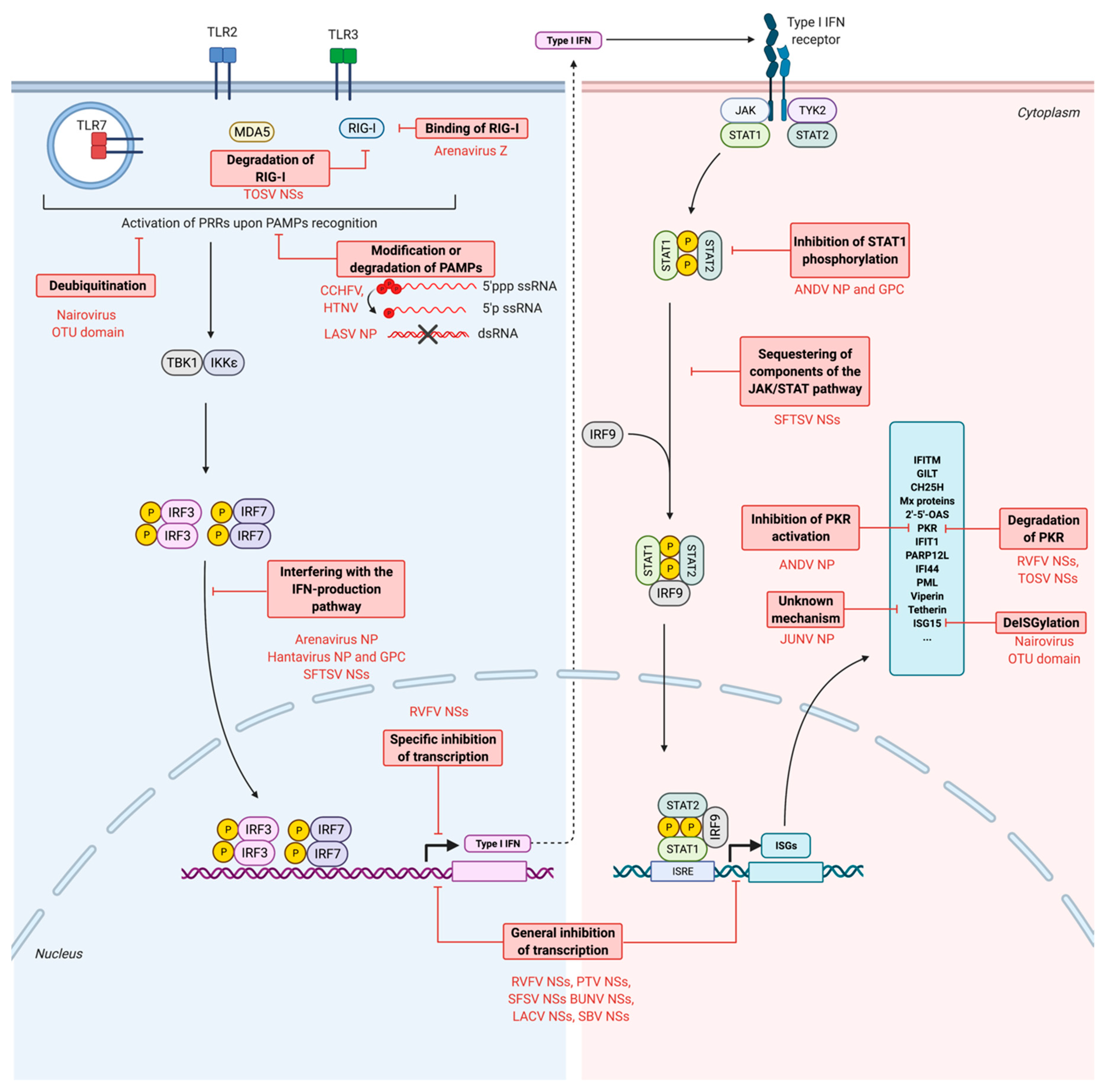 Viruses 13 00784 g003