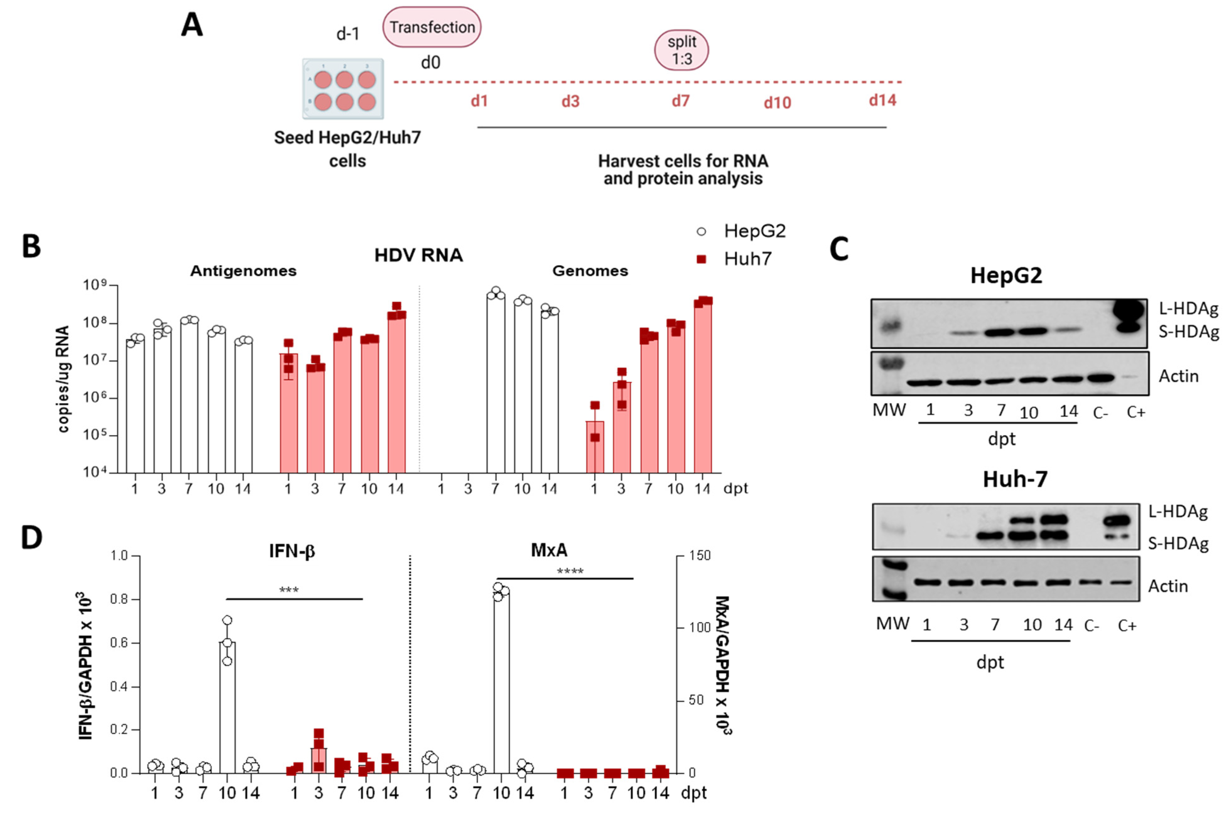 Viruses 13 00788 g001