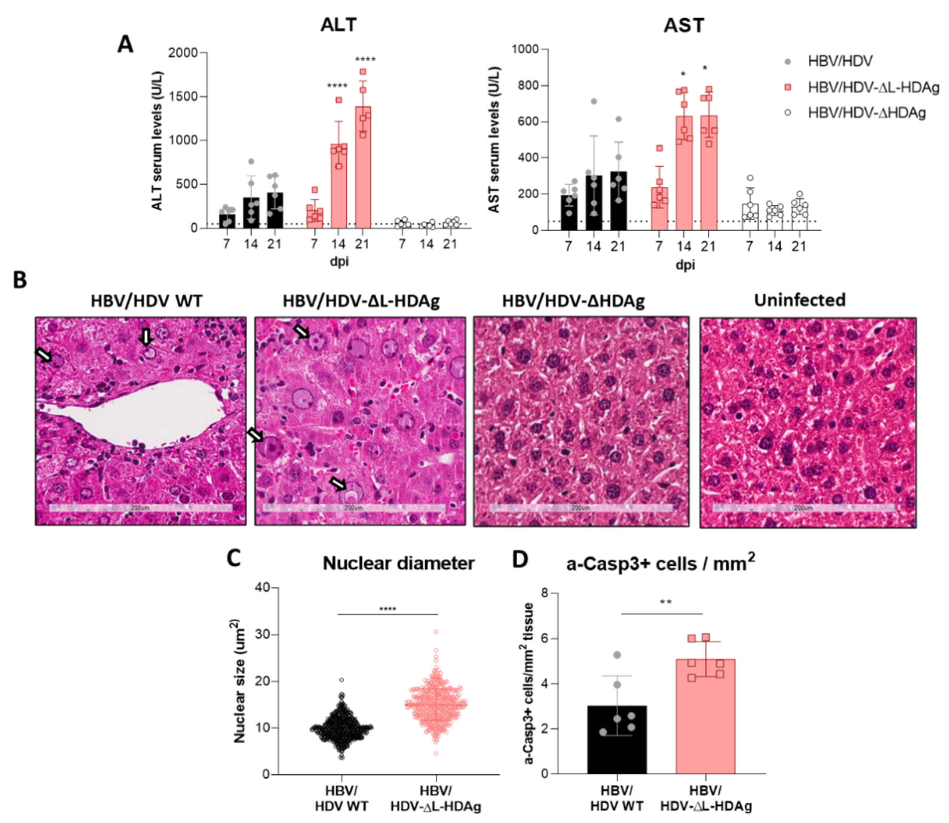 Viruses 13 00788 g004