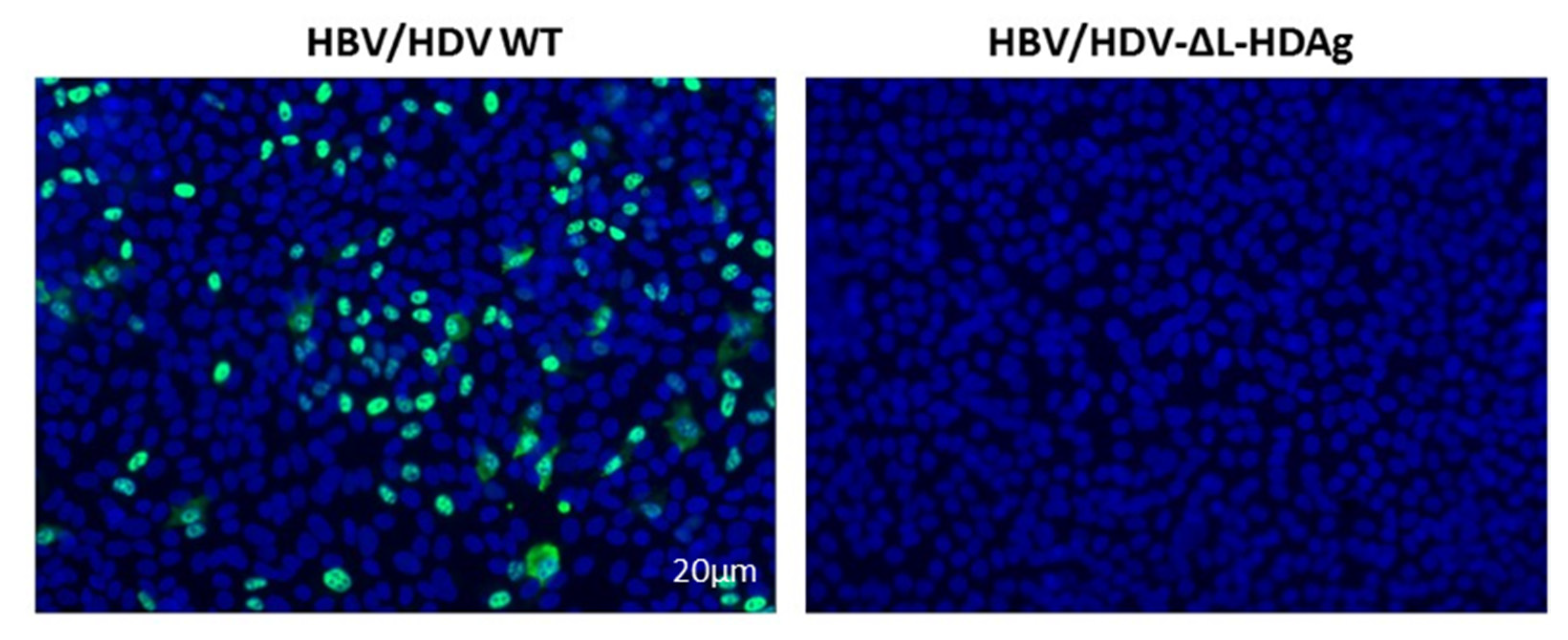 Viruses 13 00788 g006