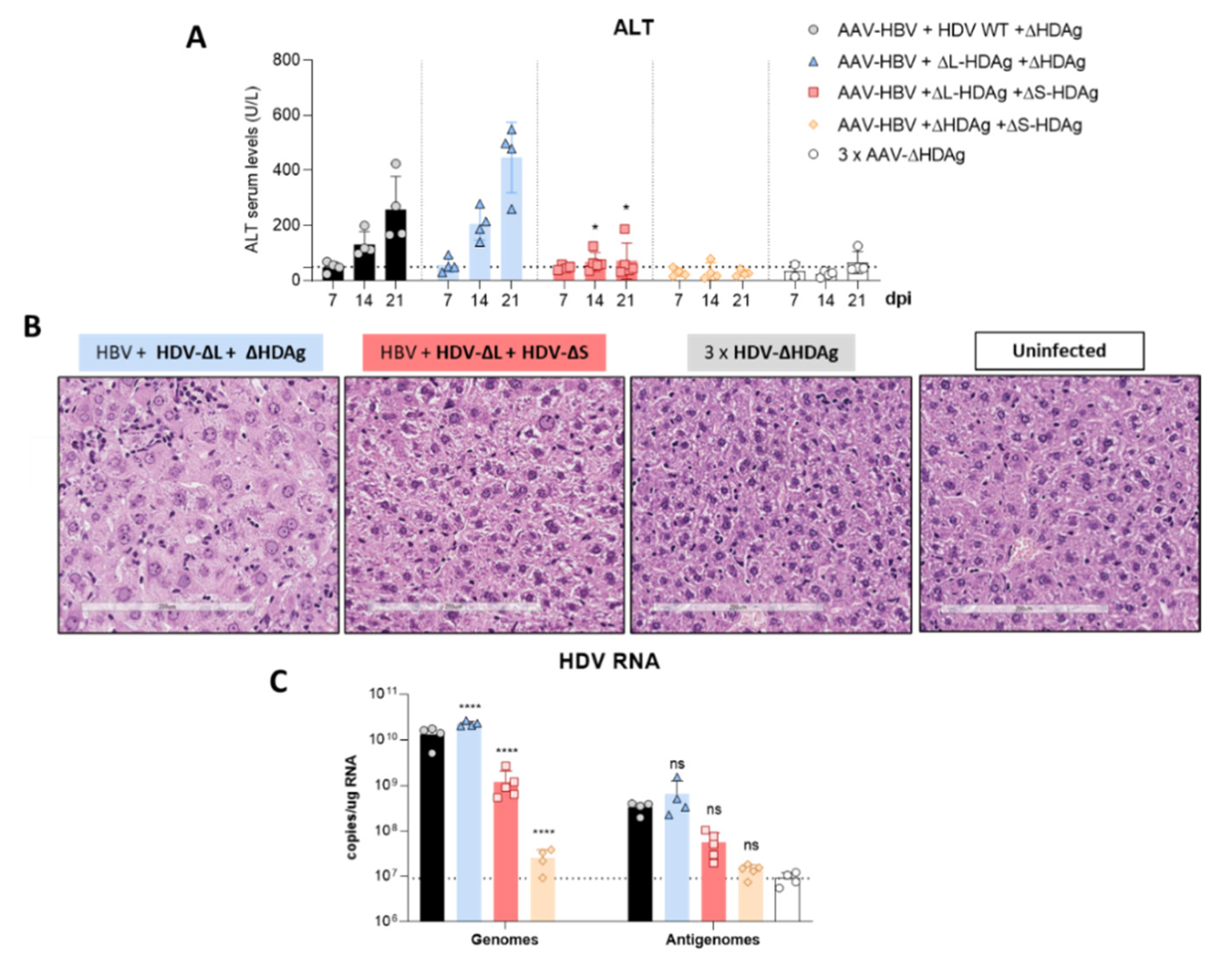 Viruses 13 00788 g008