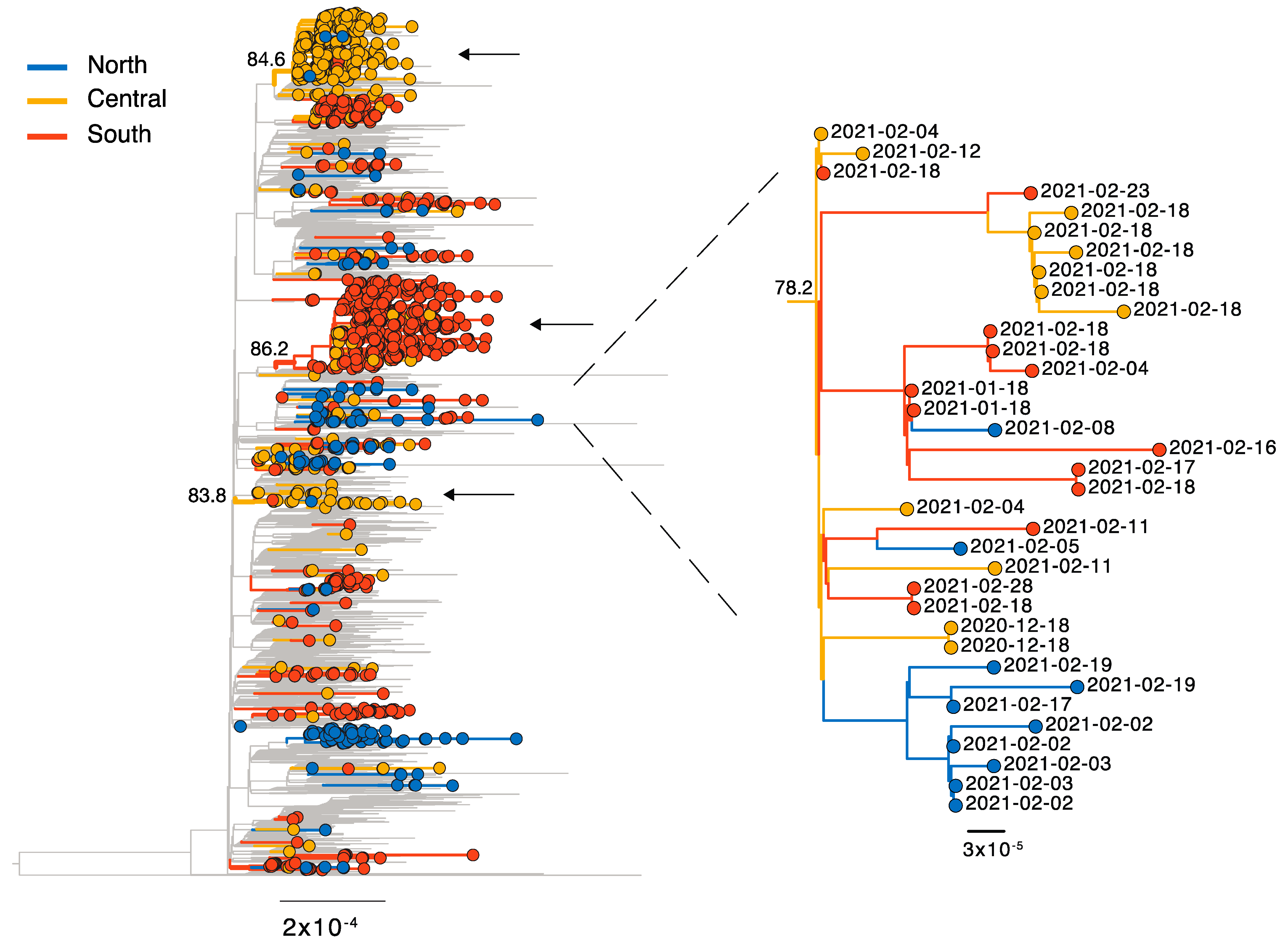 Viruses 13 00794 g002 Viruses 13 00794 g002