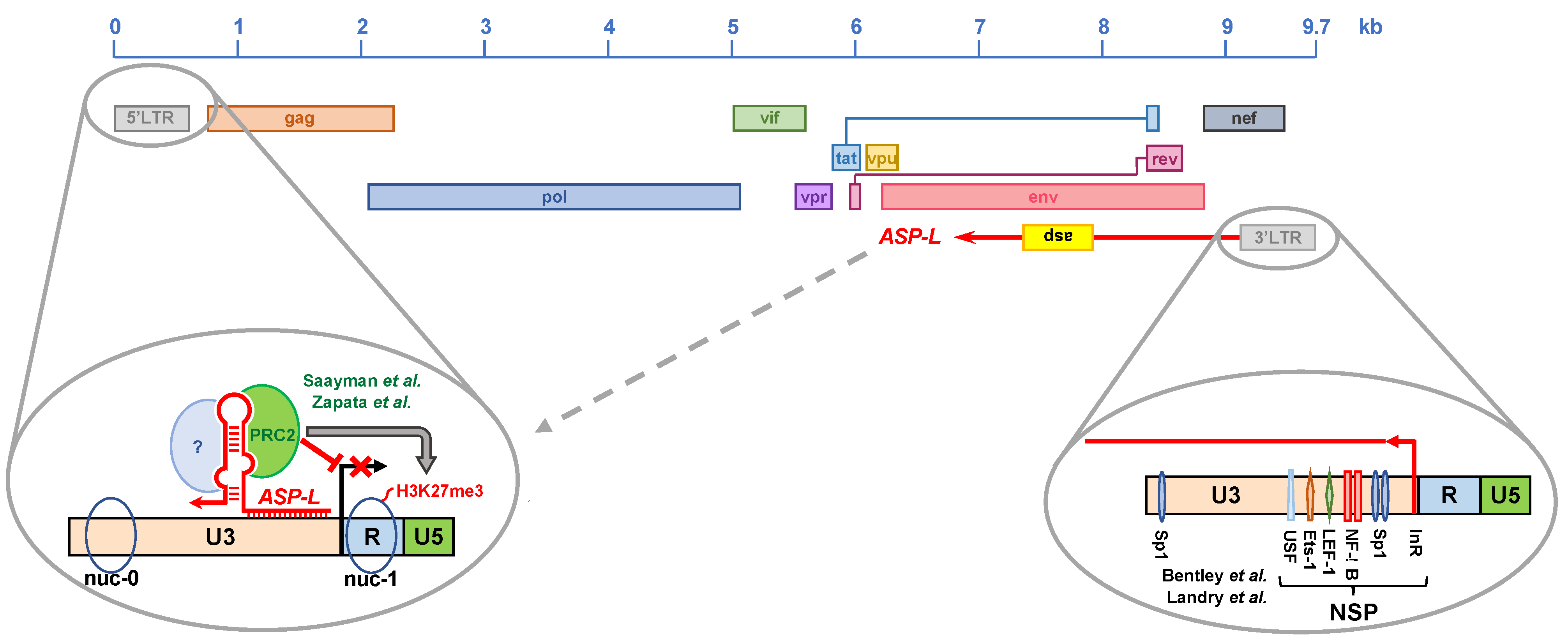 Viruses 13 00795 g003 Viruses 13 00795 g003