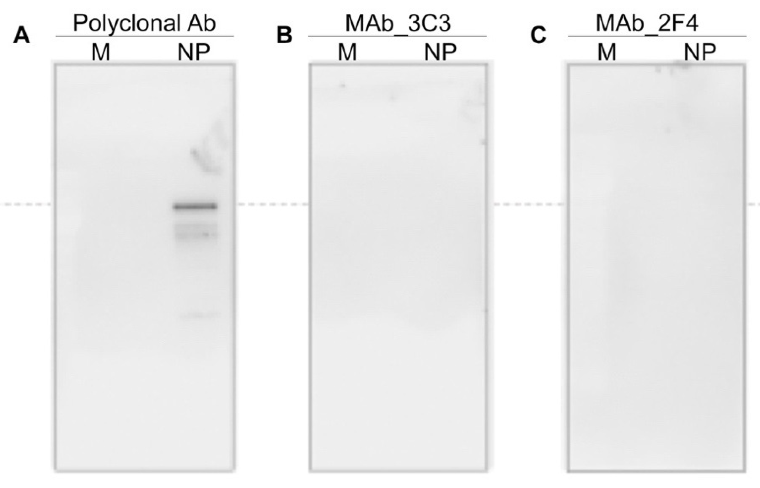 Viruses 13 00796 g004 Viruses 13 00796 g004