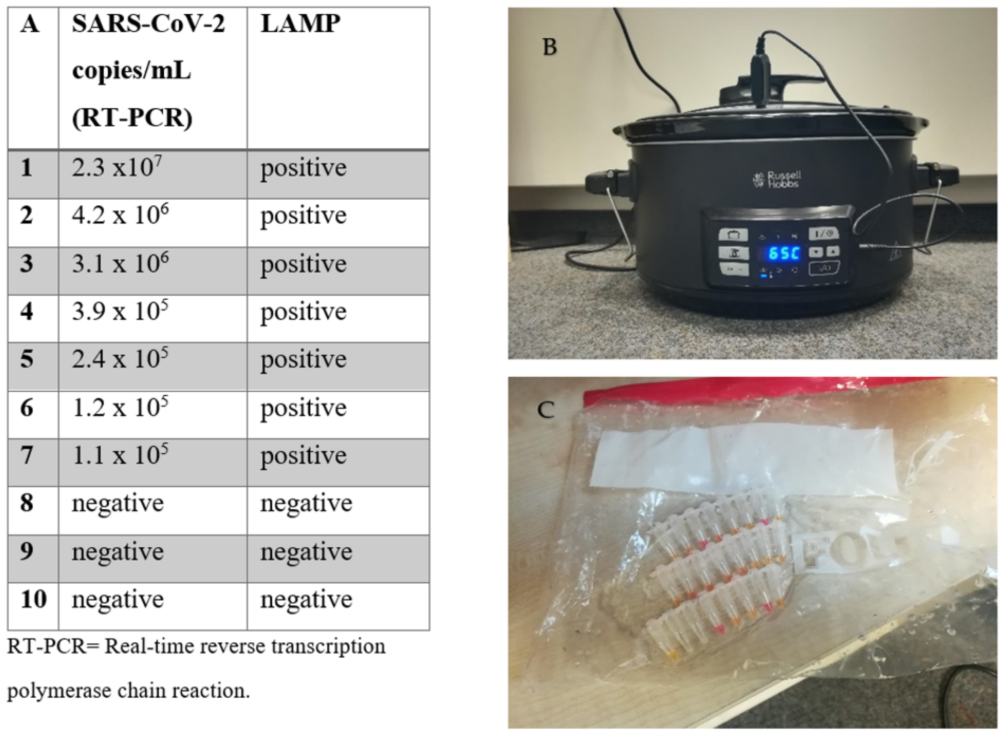 Viruses 13 00801 g002 Viruses 13 00801 g002