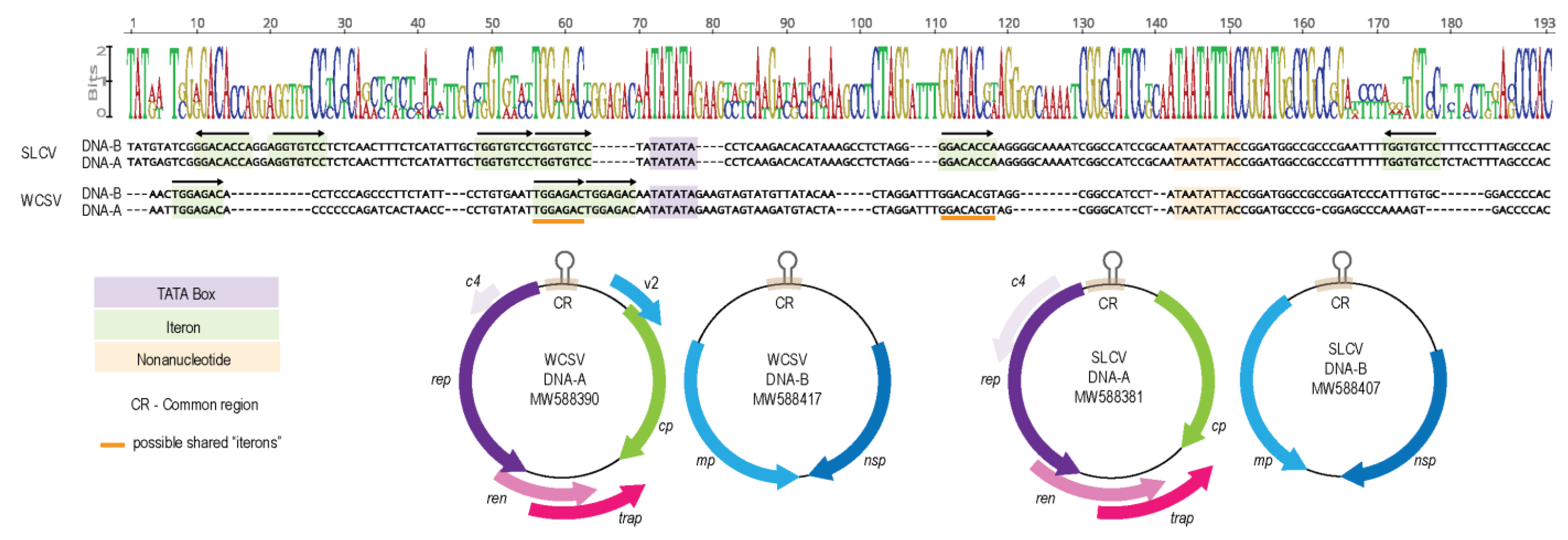 Viruses 13 00810 g005