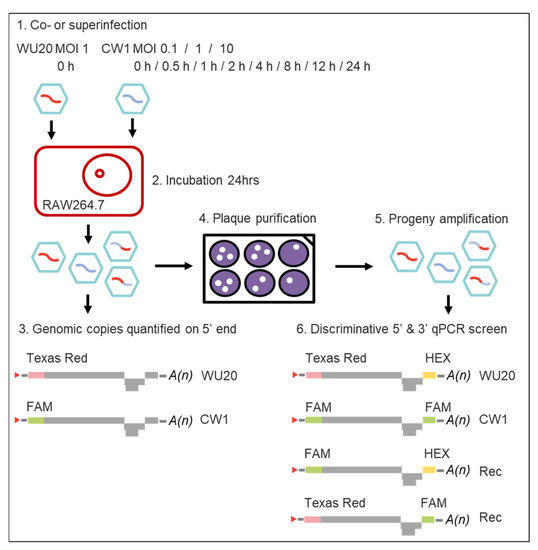 Viruses Free Full Text Analysis of Synchronous and