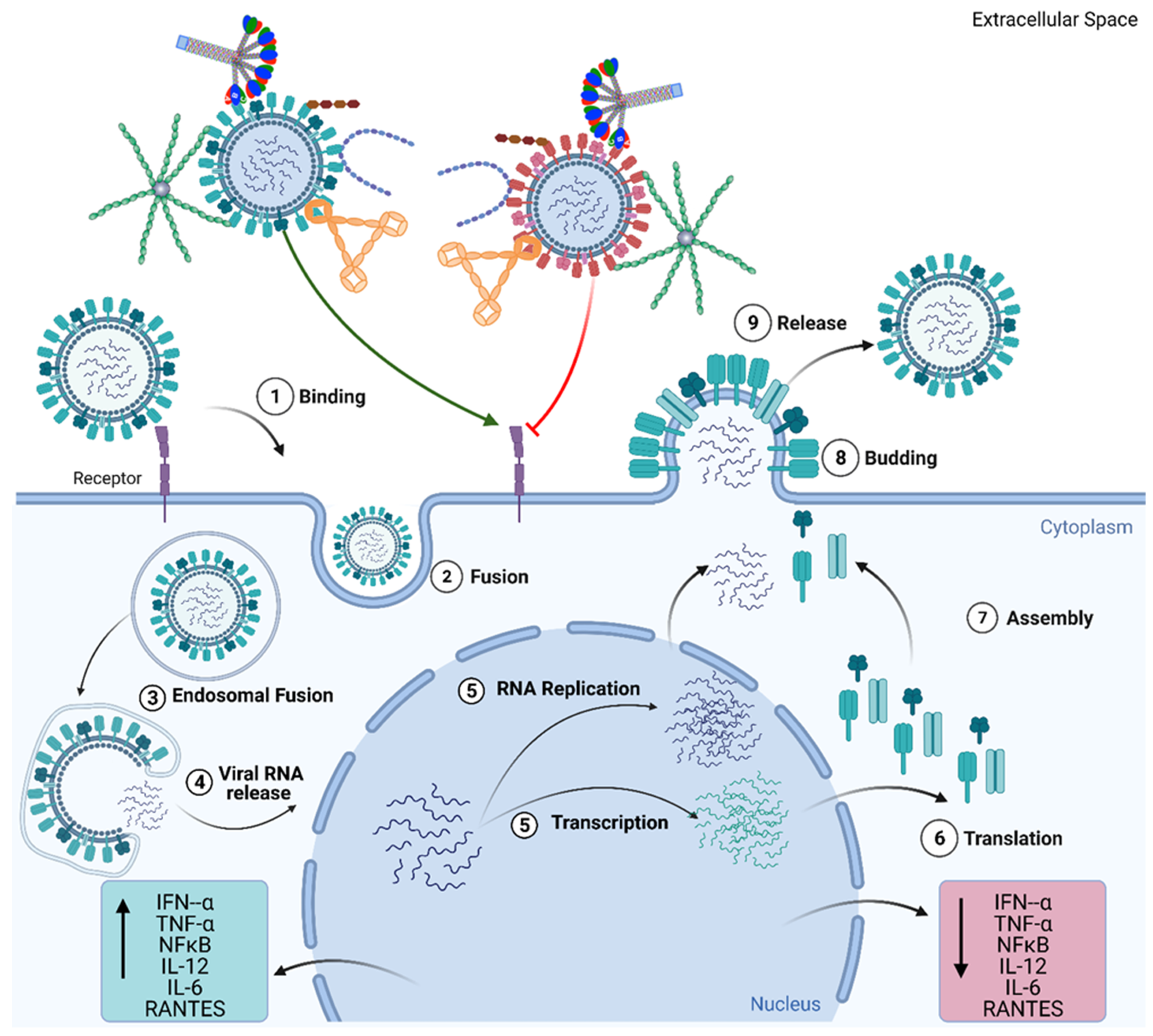 Viruses 13 00824 g003 Viruses 13 00824 g003