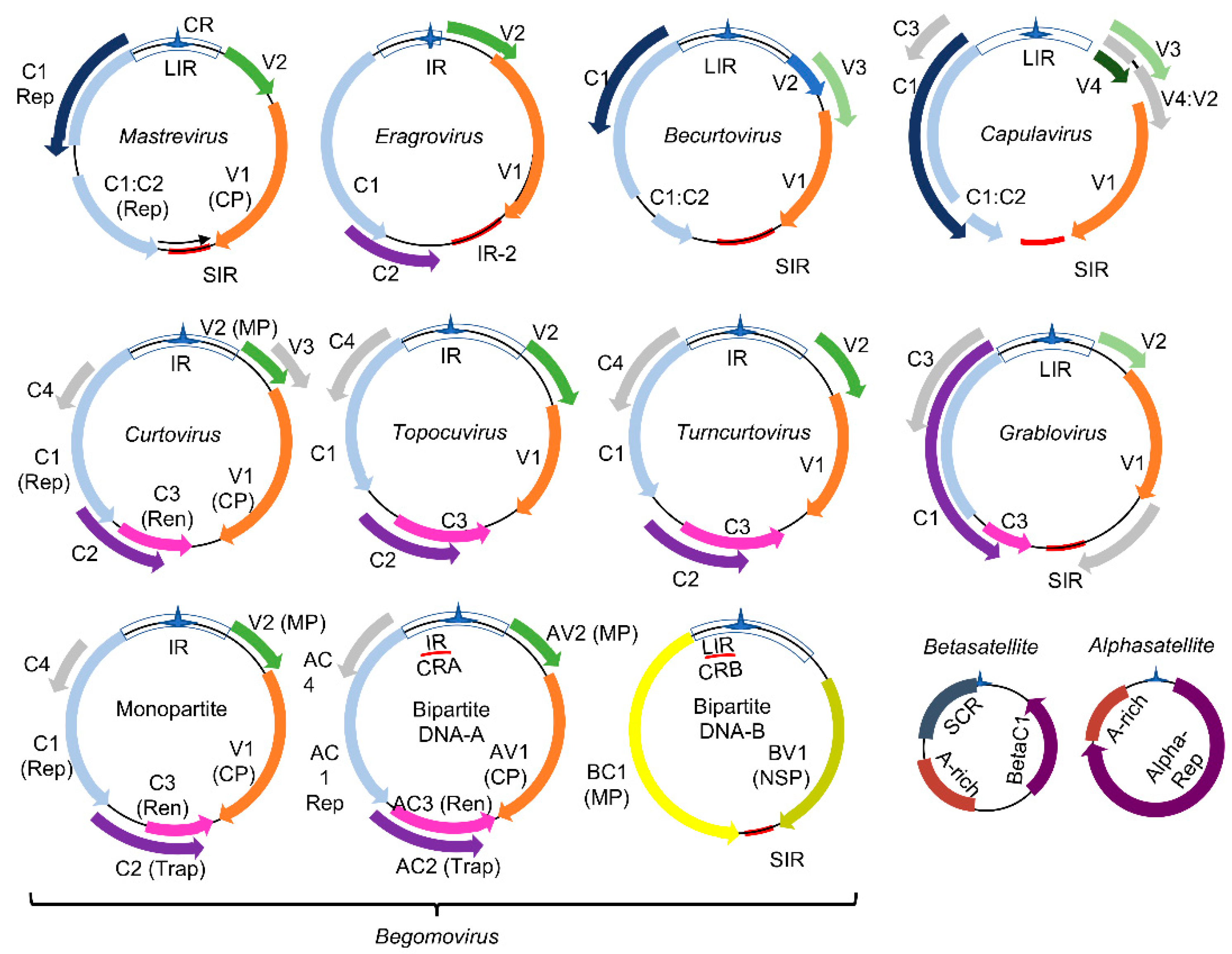 Viruses 13 00840 g001 Viruses 13 00840 g001