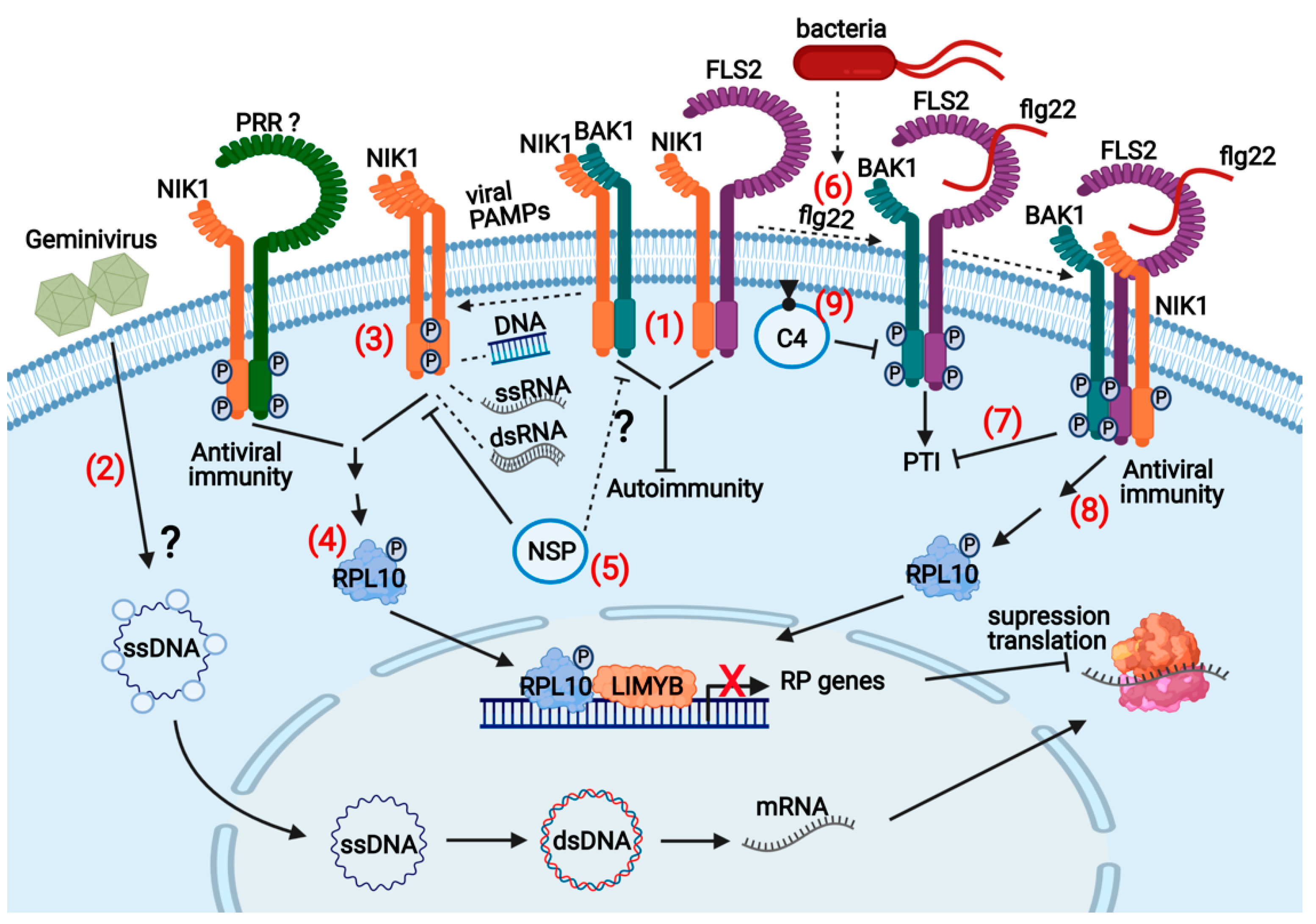Viruses 13 00840 g004 Viruses 13 00840 g004