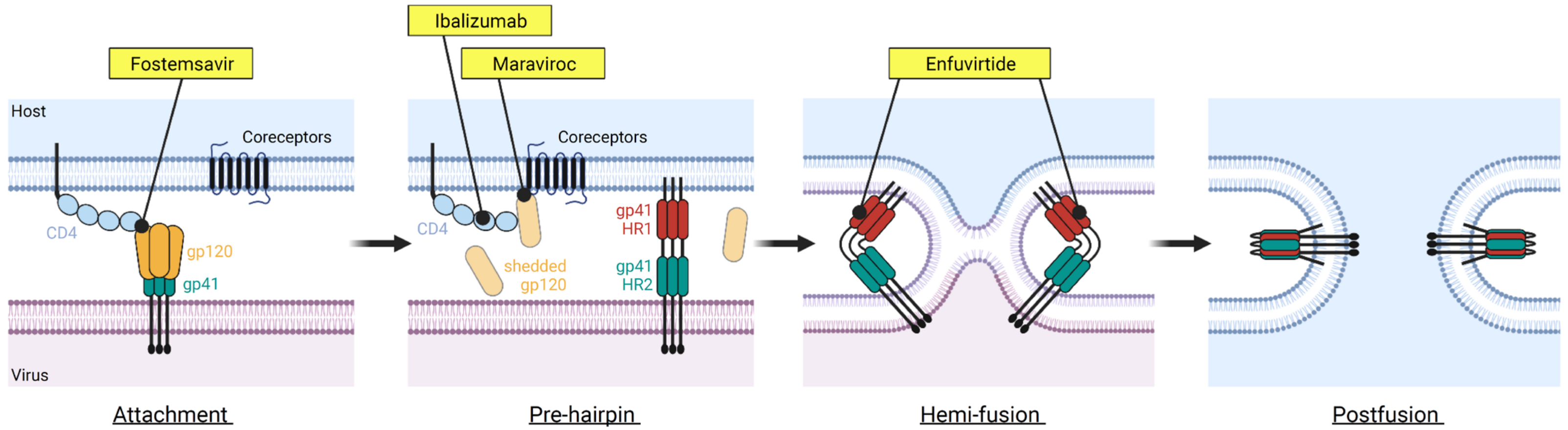 Viruses Free FullText Small Molecule HIV1 Attachment Inhibitors