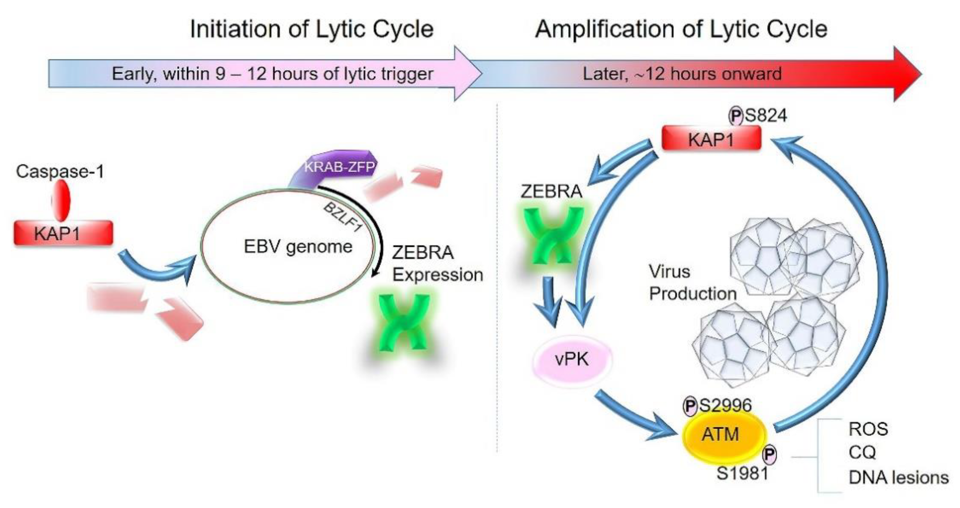 Viruses 13 00846 g002