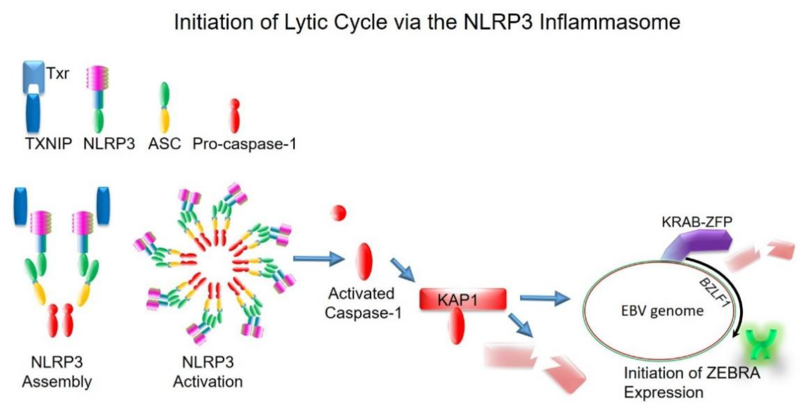 Viruses 13 00846 g003