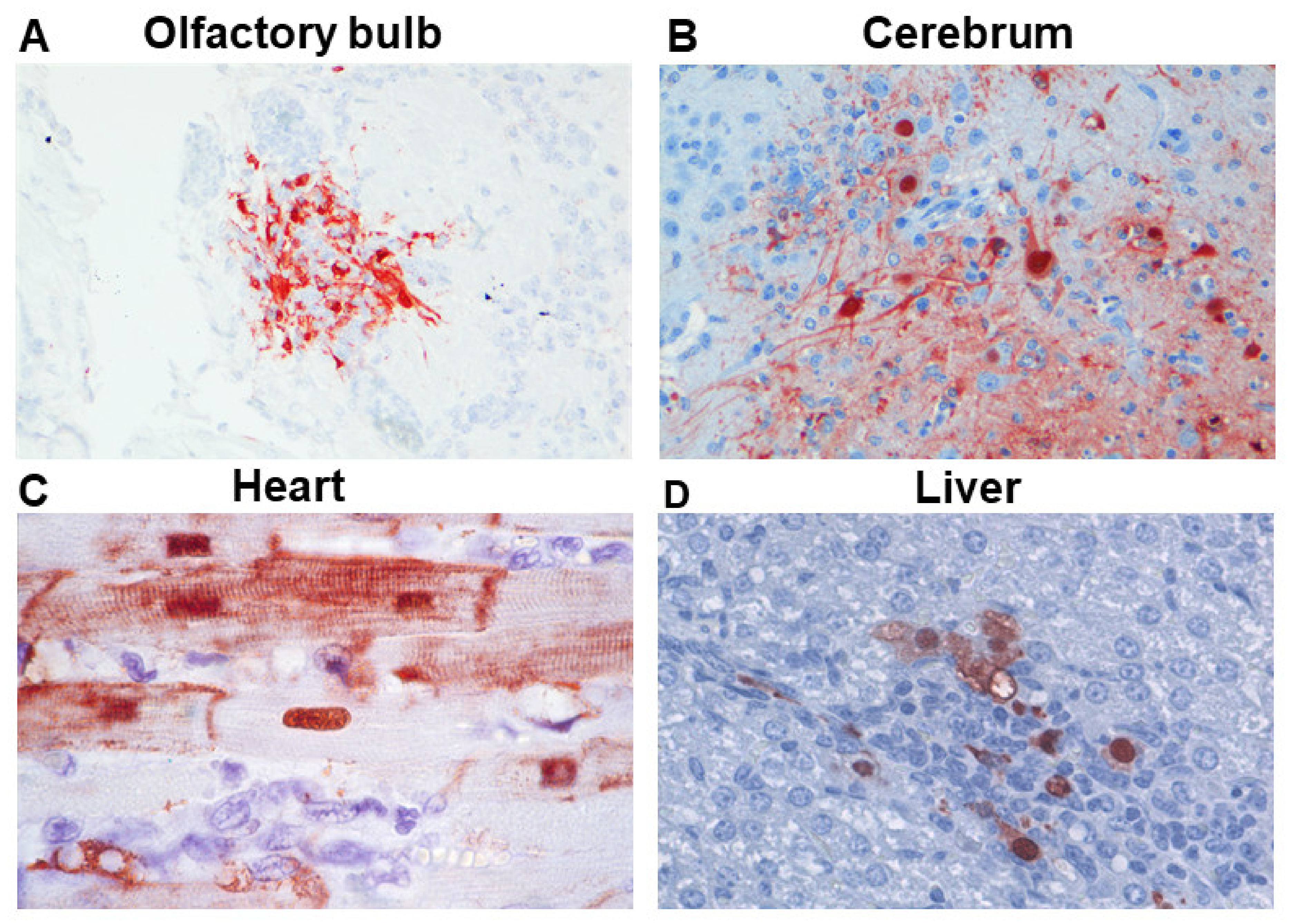 Viruses 13 00848 g001