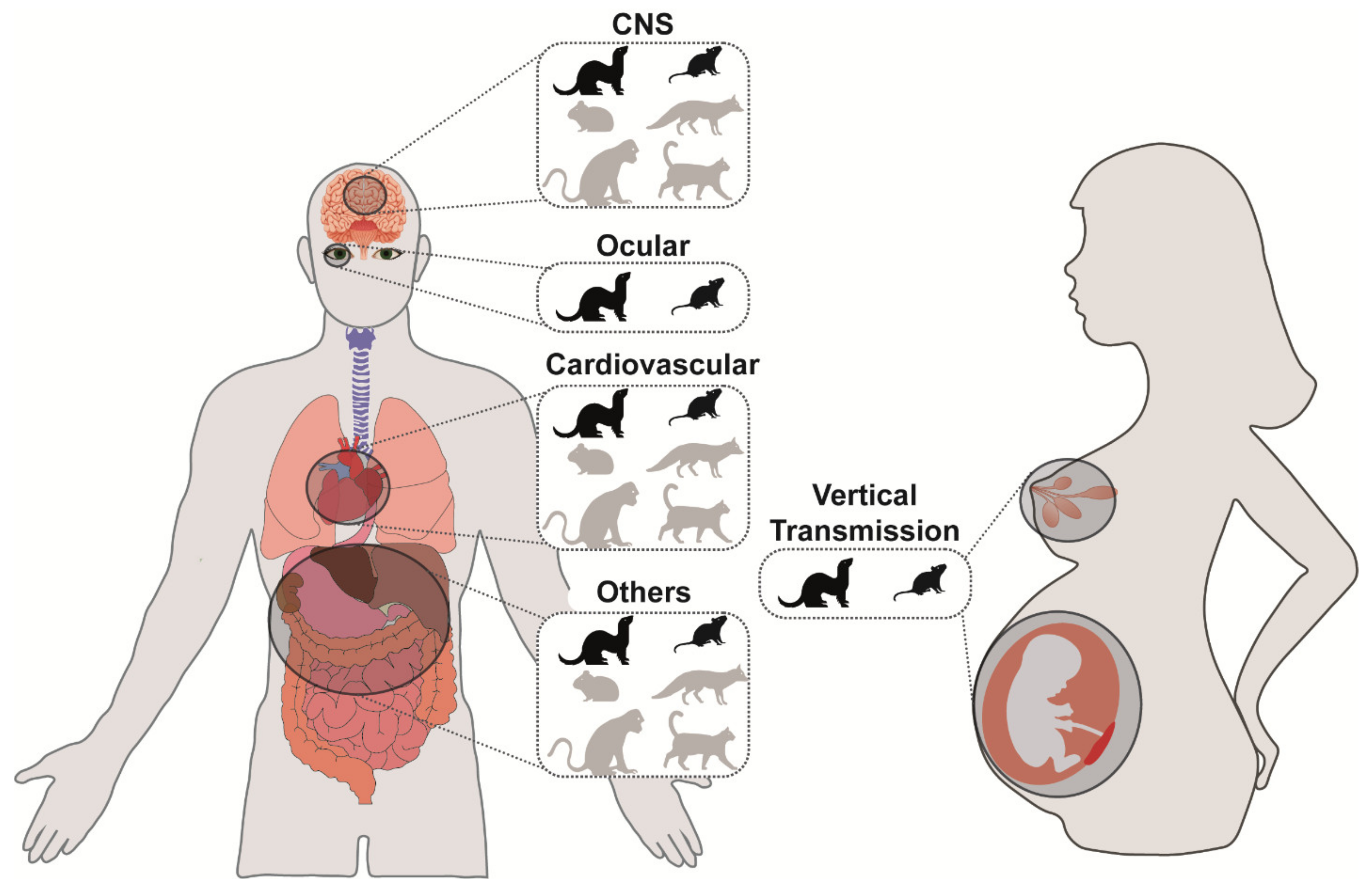 Viruses 13 00848 g002