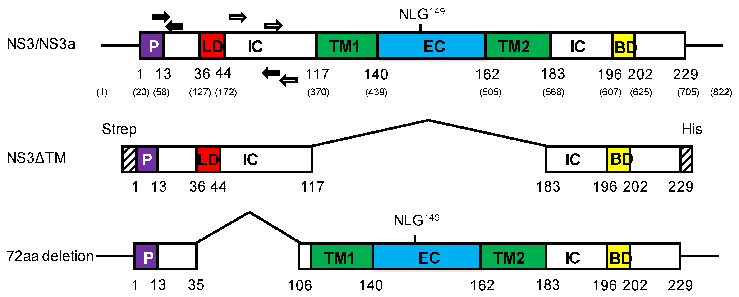 Viruses 13 00857 g001 Viruses 13 00857 g001