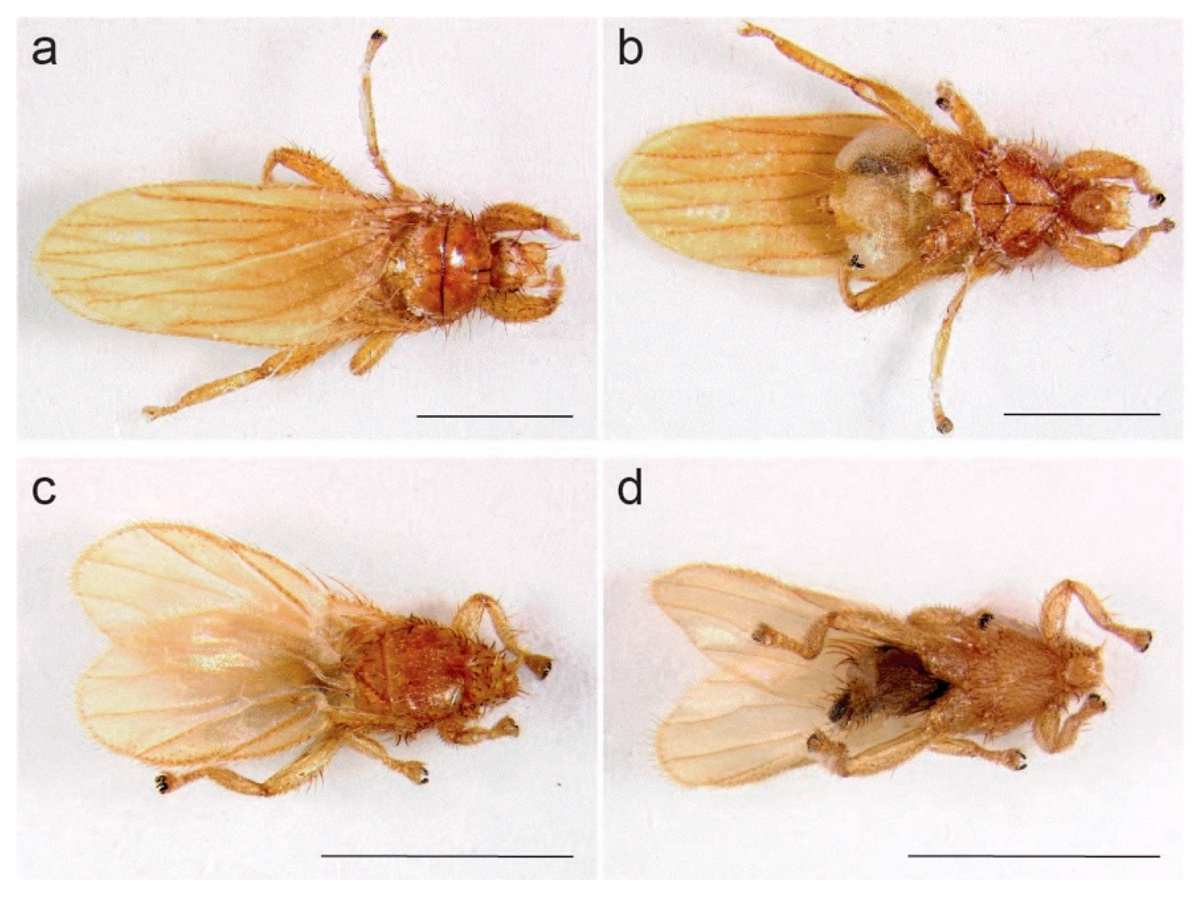 Viruses 13 00860 g002