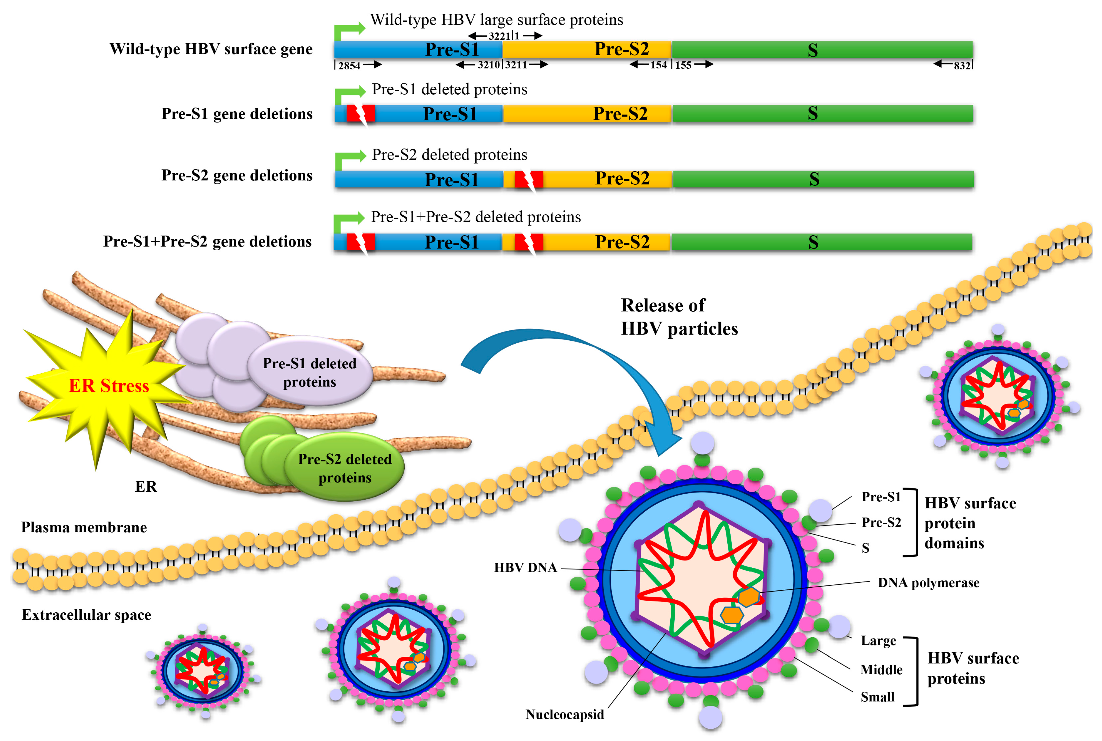 Viruses Free Full Text Hepatitis B Virus Pre S Gene Deletions And Pre S Deleted Proteins Clinical And Molecular Implications In Hepatocellular Carcinoma Html Viruses Free Full Text Hepatitis B Virus Pre S Gene Deletions And Pre S Deleted Proteins Clinical And Molecular Implications In Hepatocellular Carcinoma Html