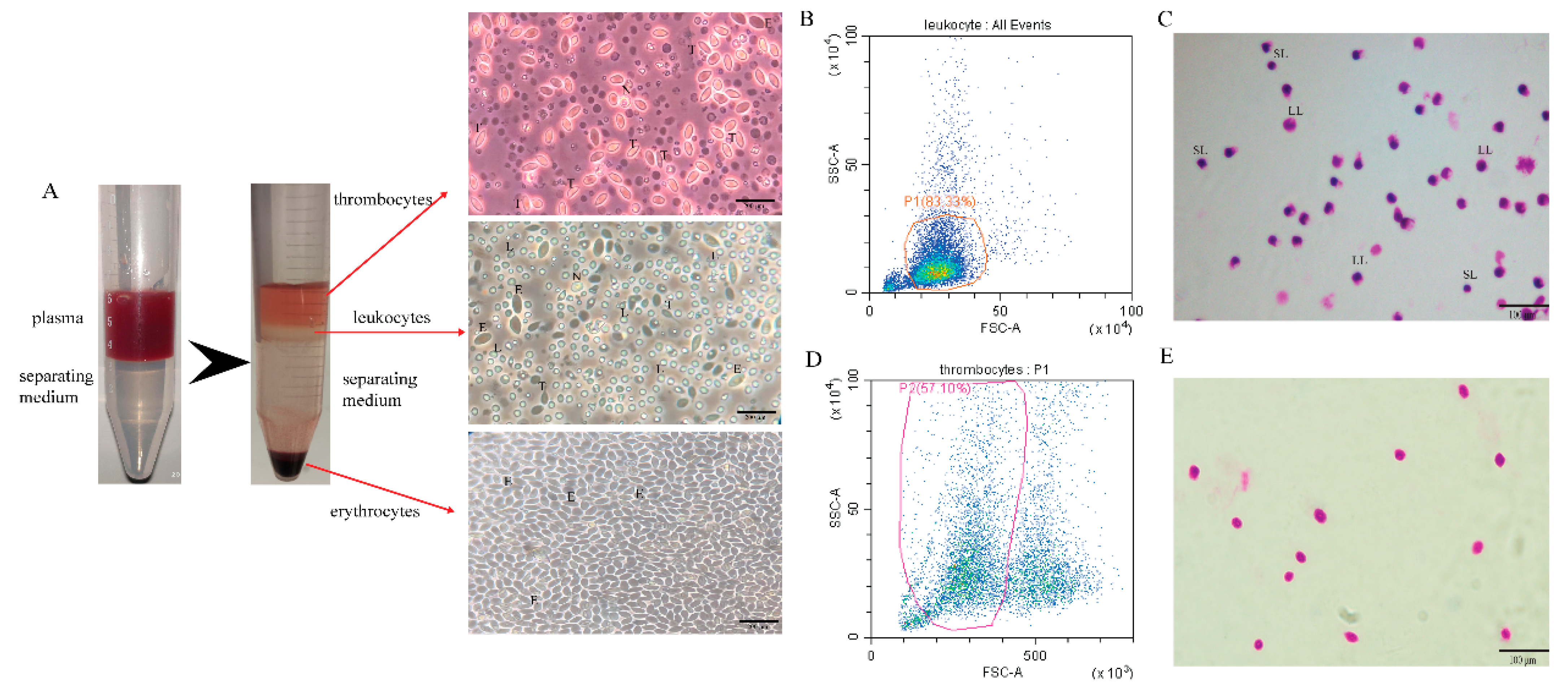 Viruses 13 00870 g001 Viruses 13 00870 g001