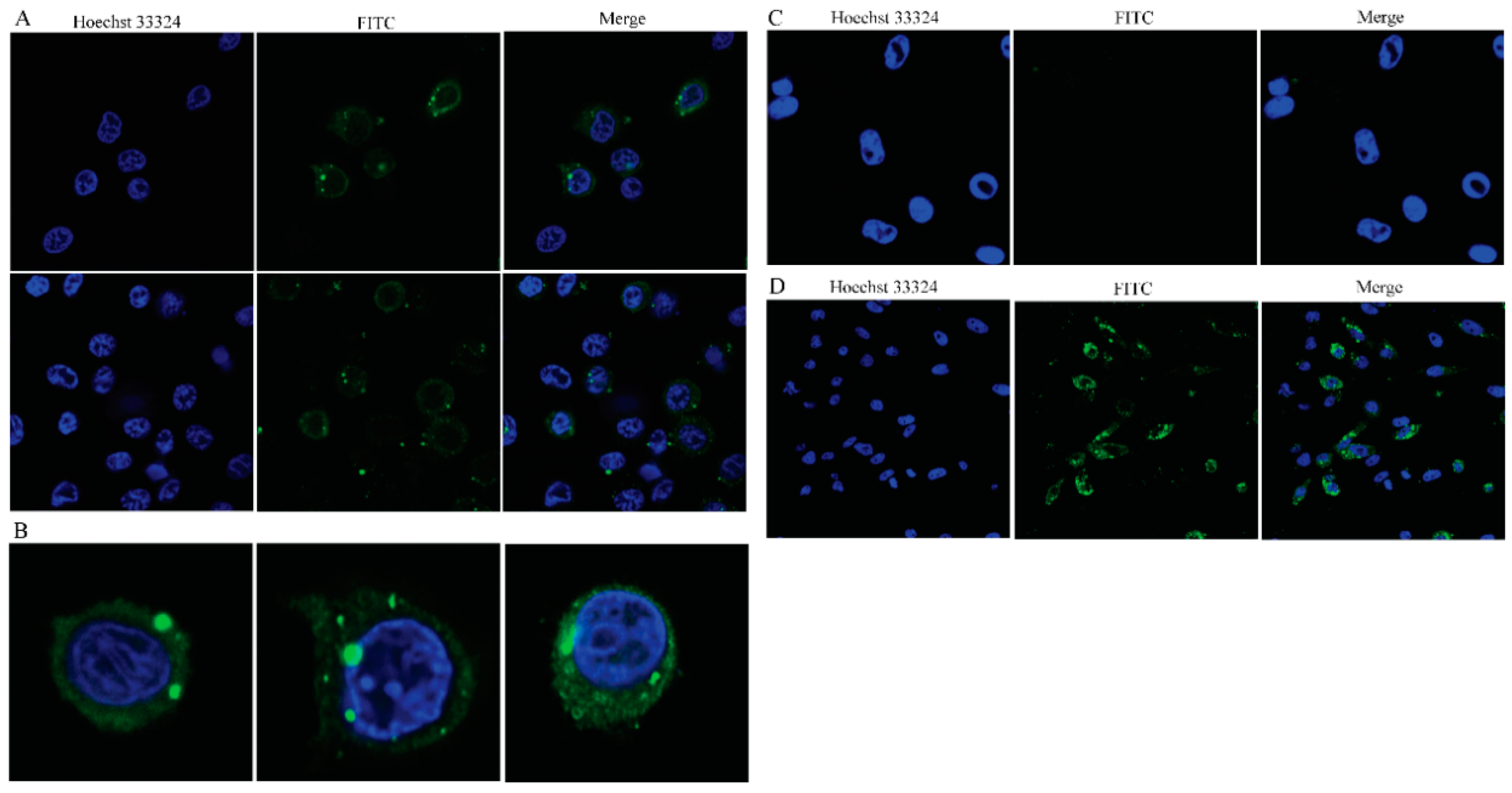 Viruses 13 00870 g006 Viruses 13 00870 g006