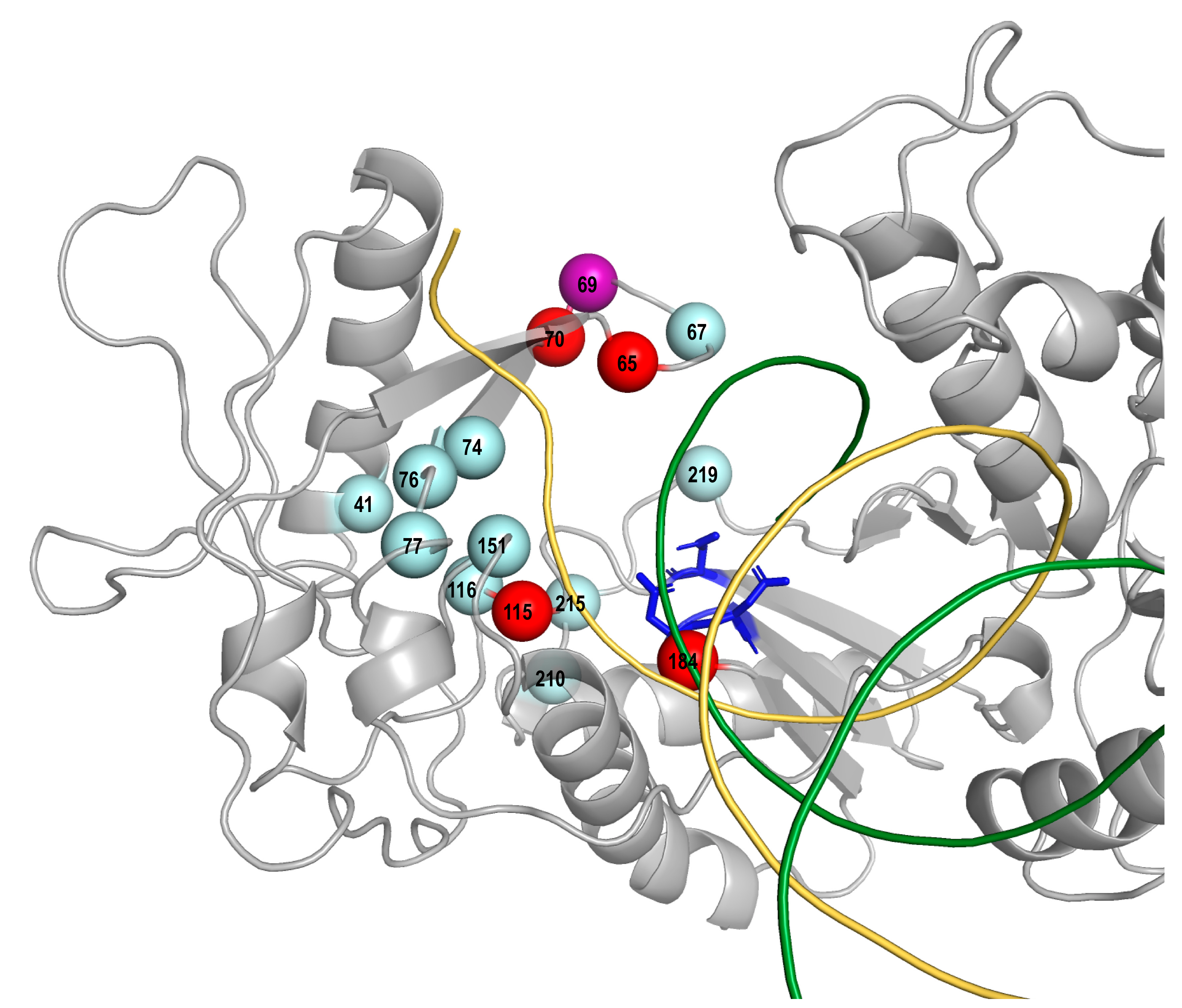 Viruses 13 00879 g001