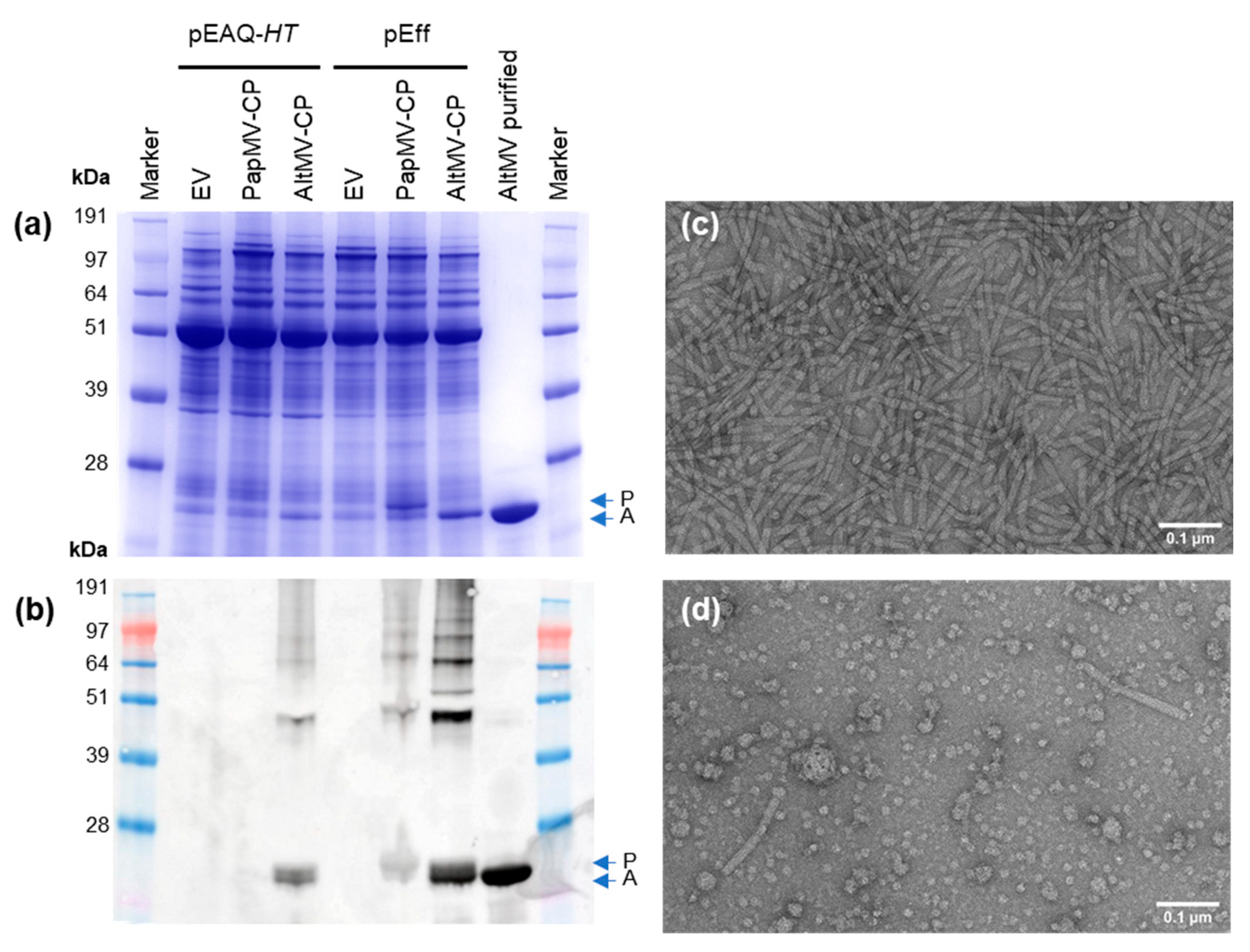 Viruses 13 00885 g002 Viruses 13 00885 g002