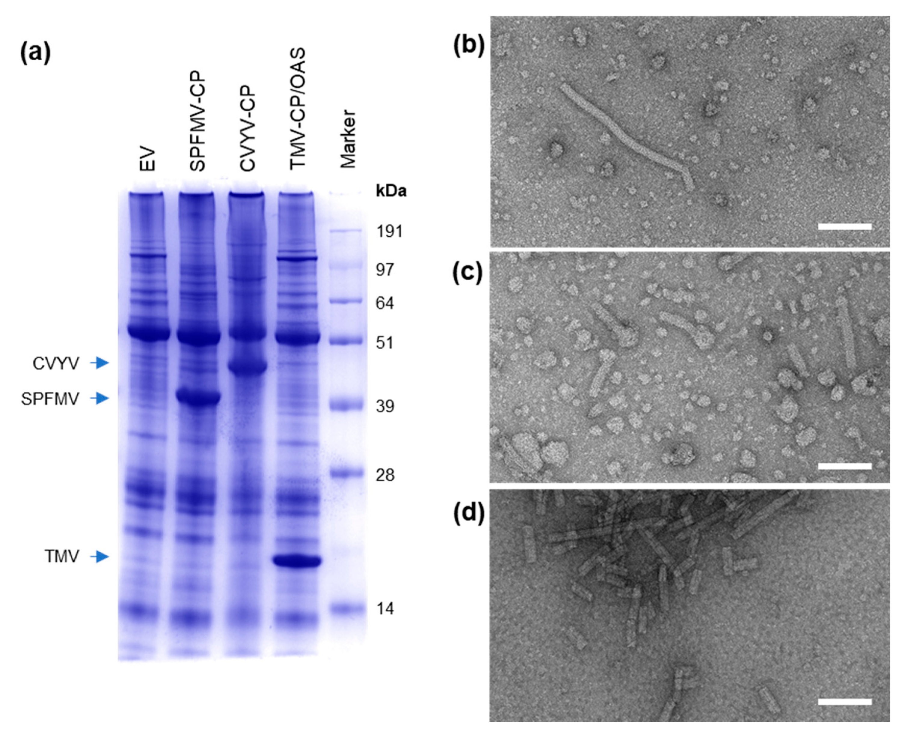 Viruses 13 00885 g003 Viruses 13 00885 g003