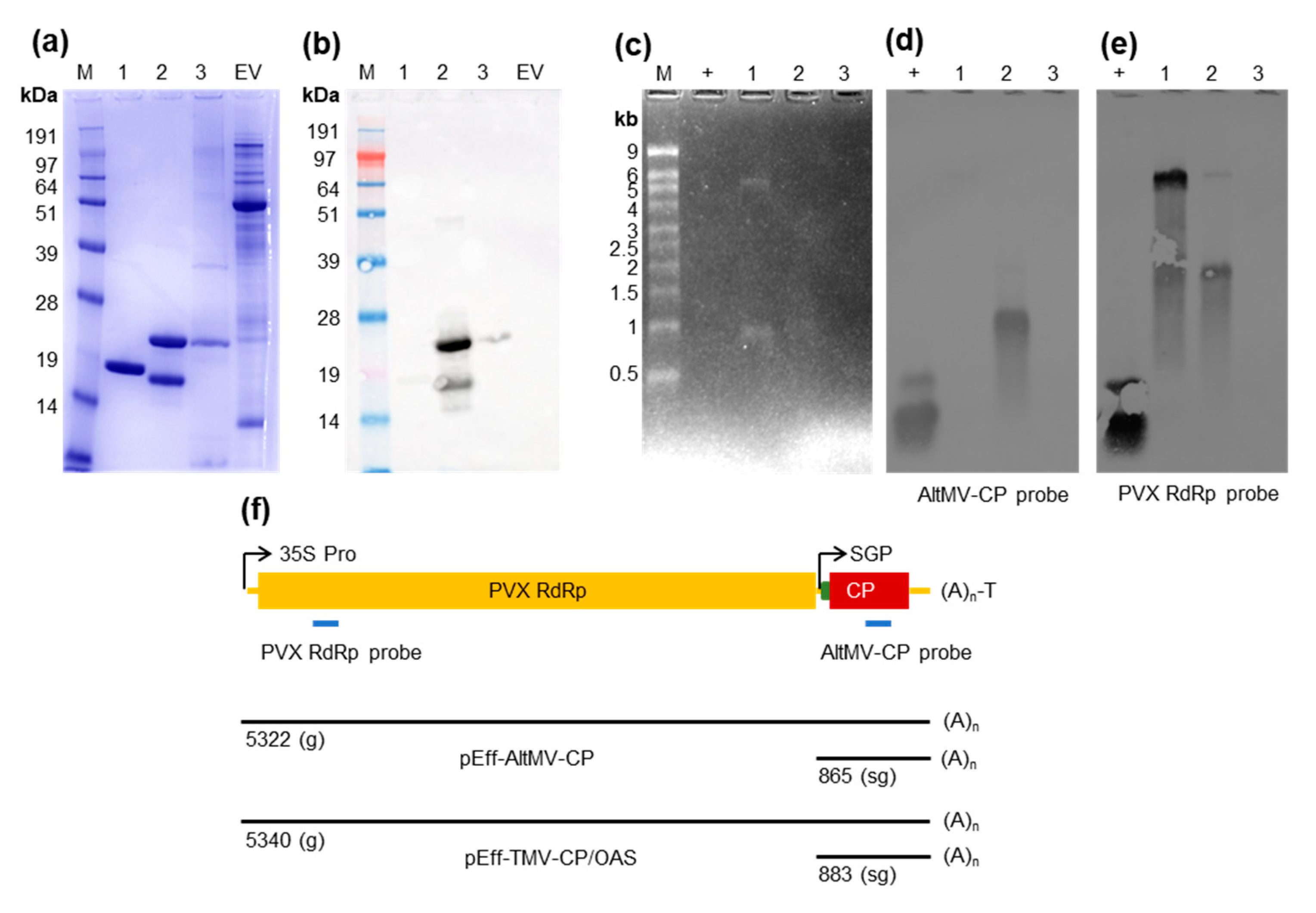 Viruses 13 00885 g004 Viruses 13 00885 g004